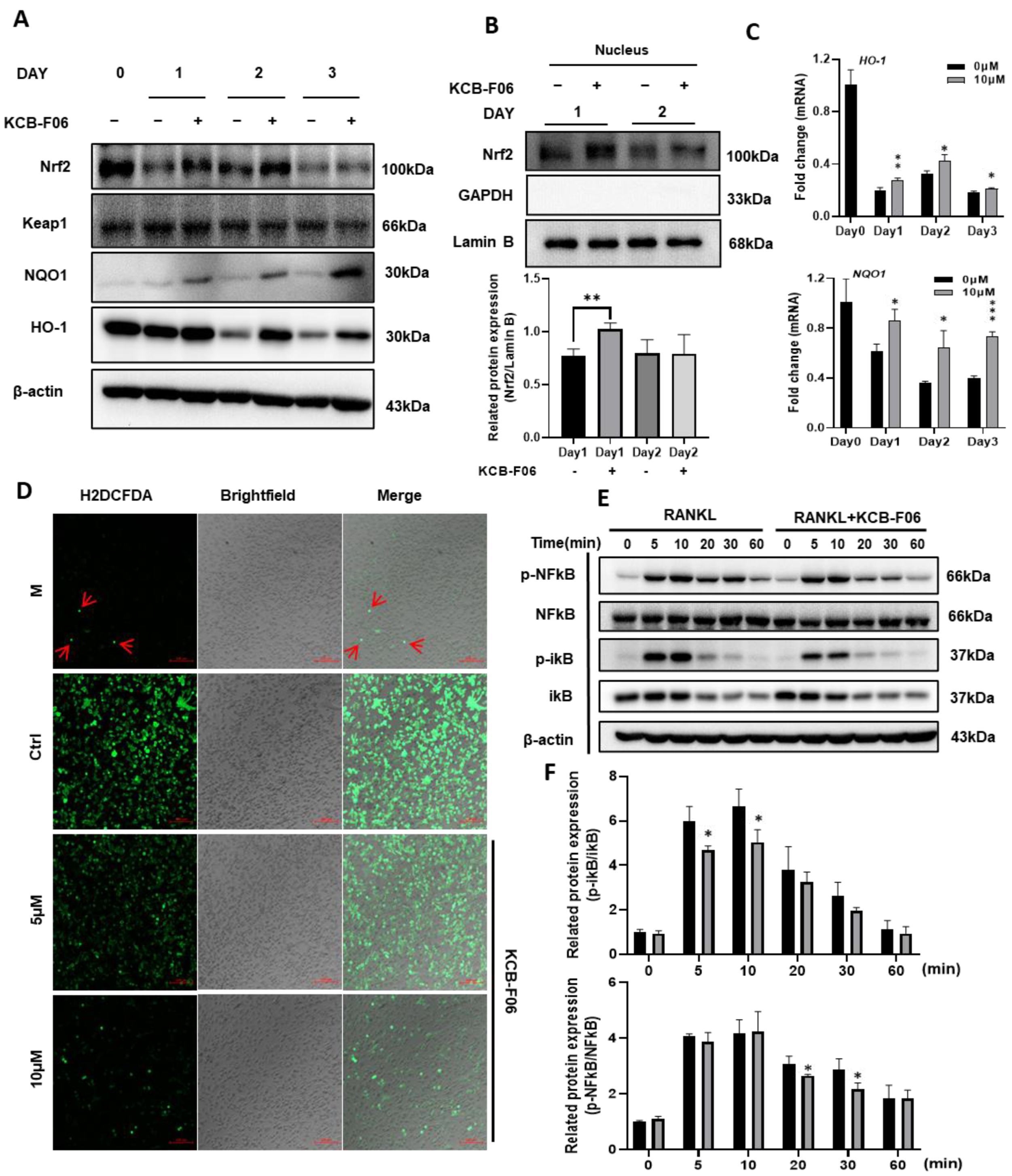 Antioxidants 13 00850 g006