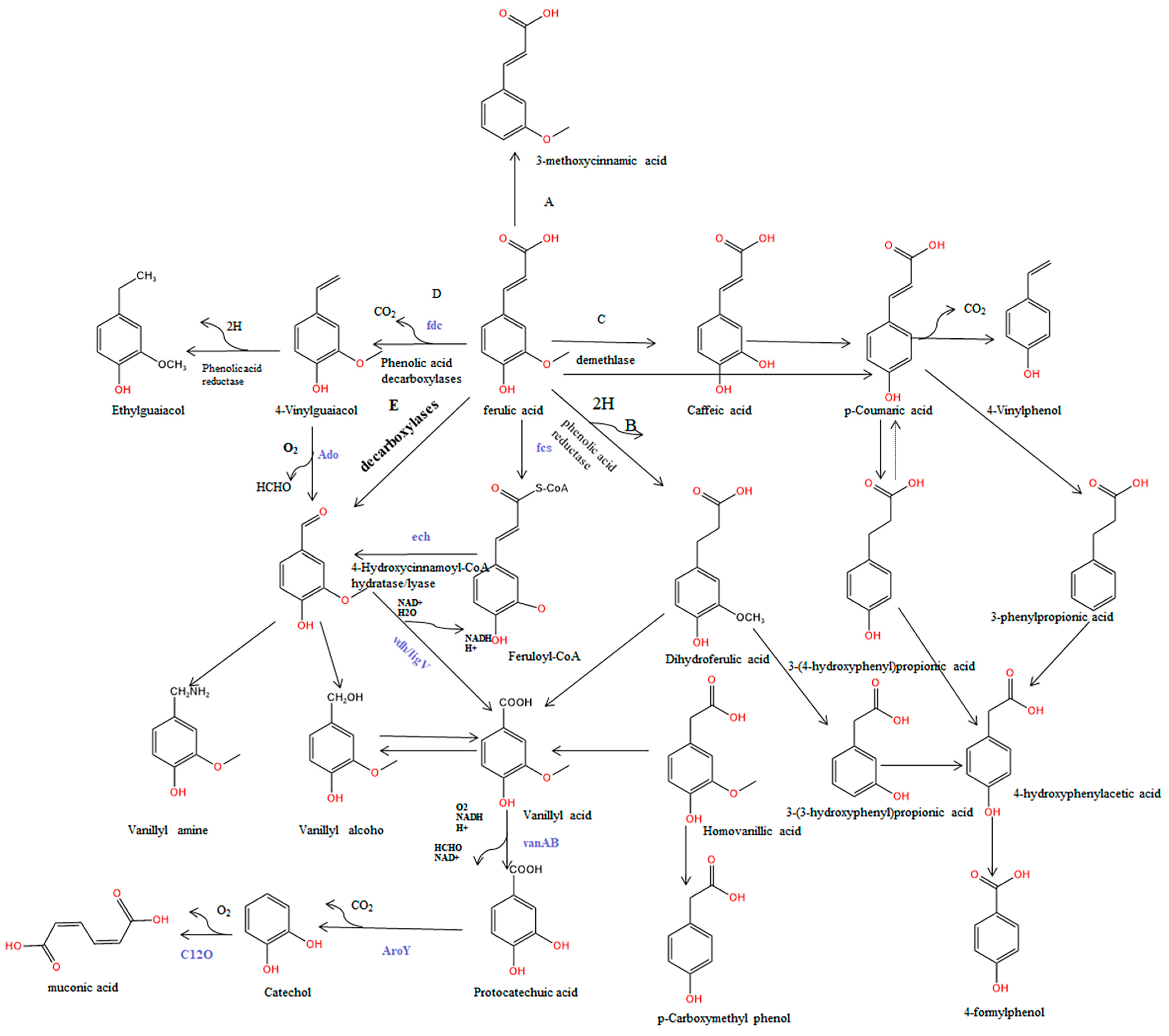 Antioxidants 13 00853 g003