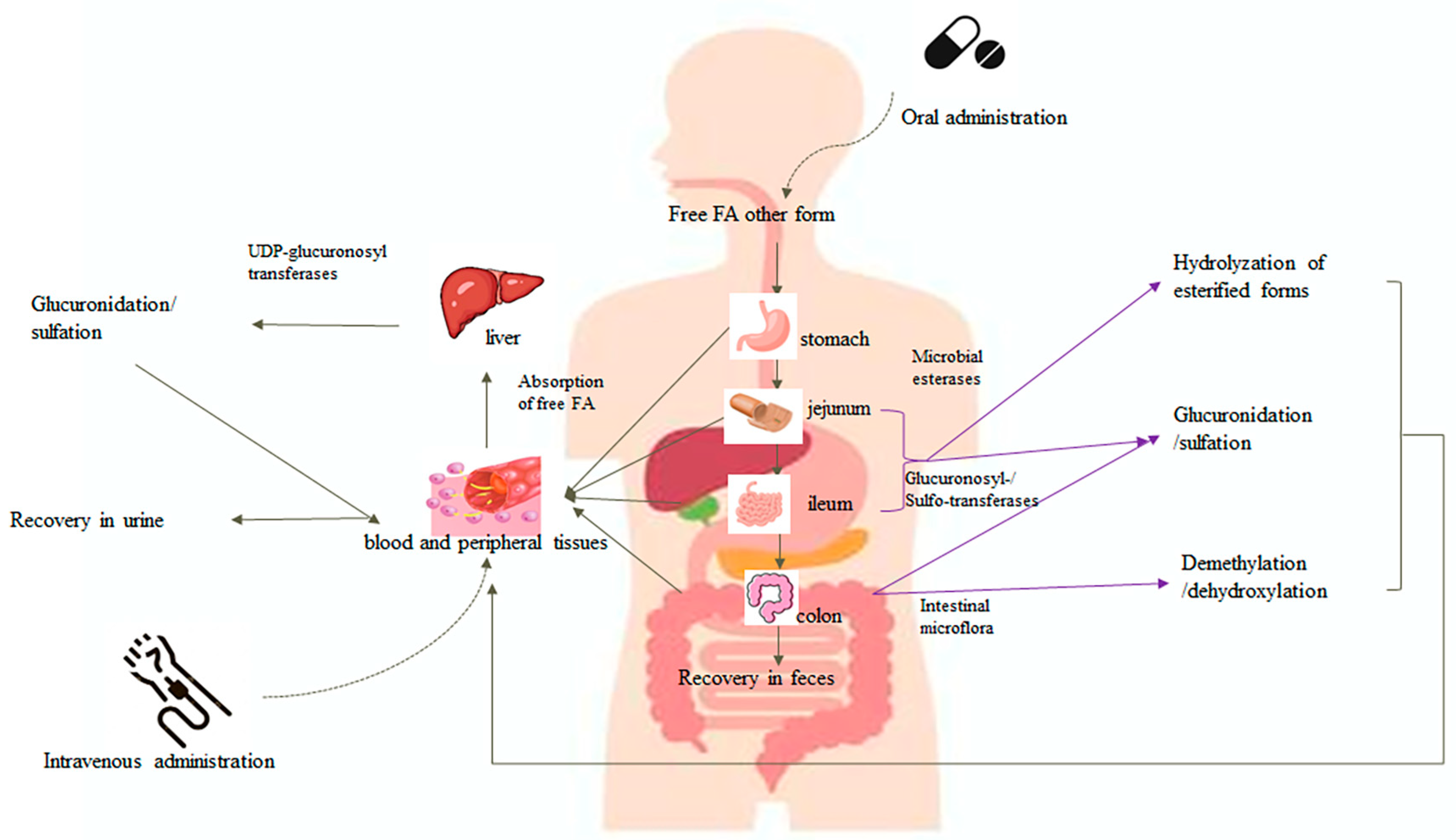 Antioxidants 13 00853 g004