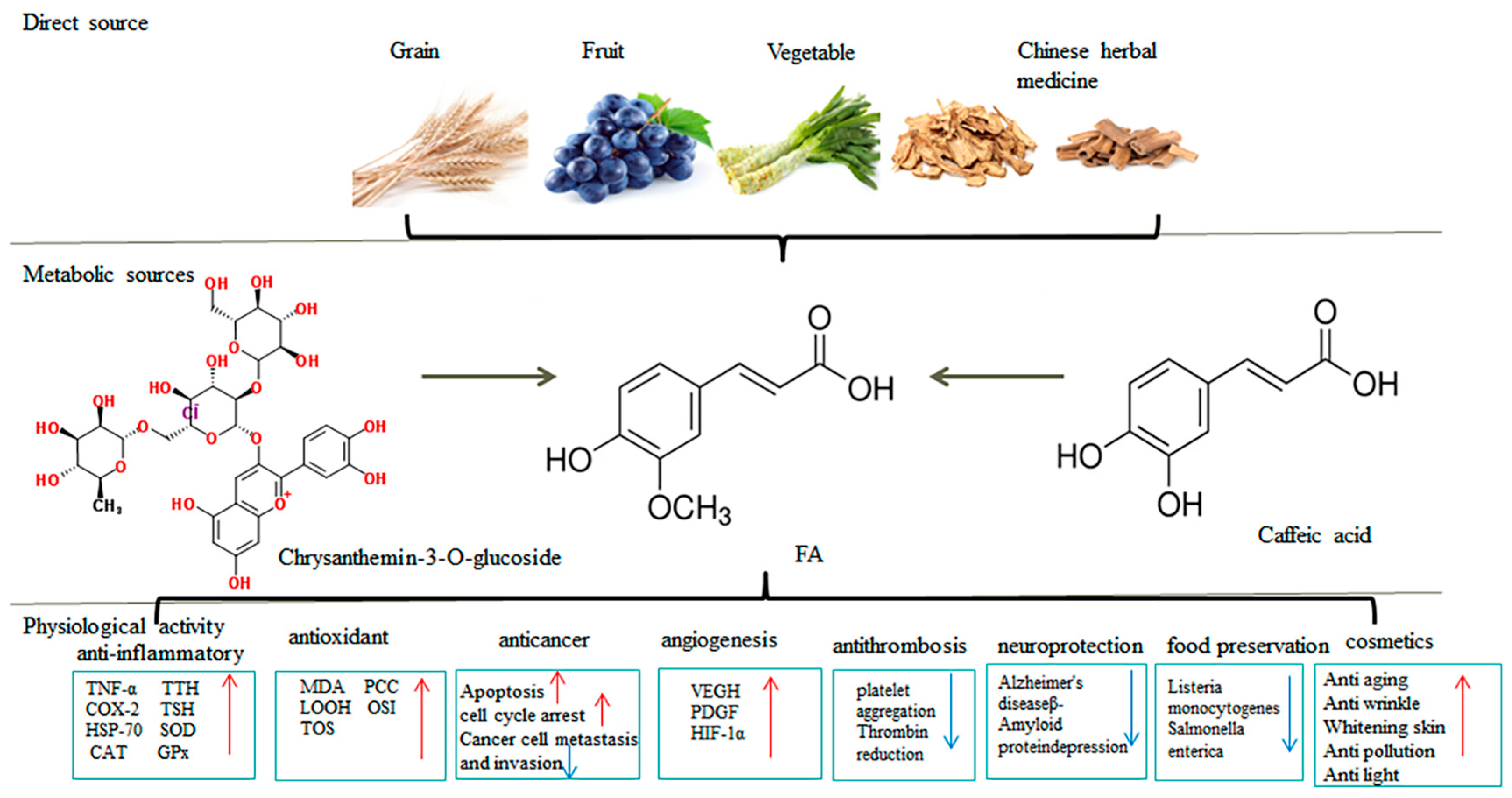 Antioxidants 13 00853 g005