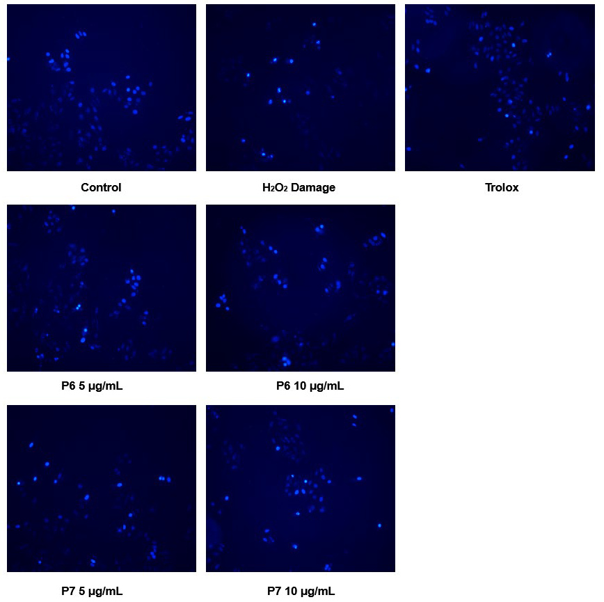Antioxidants 13 00854 g005