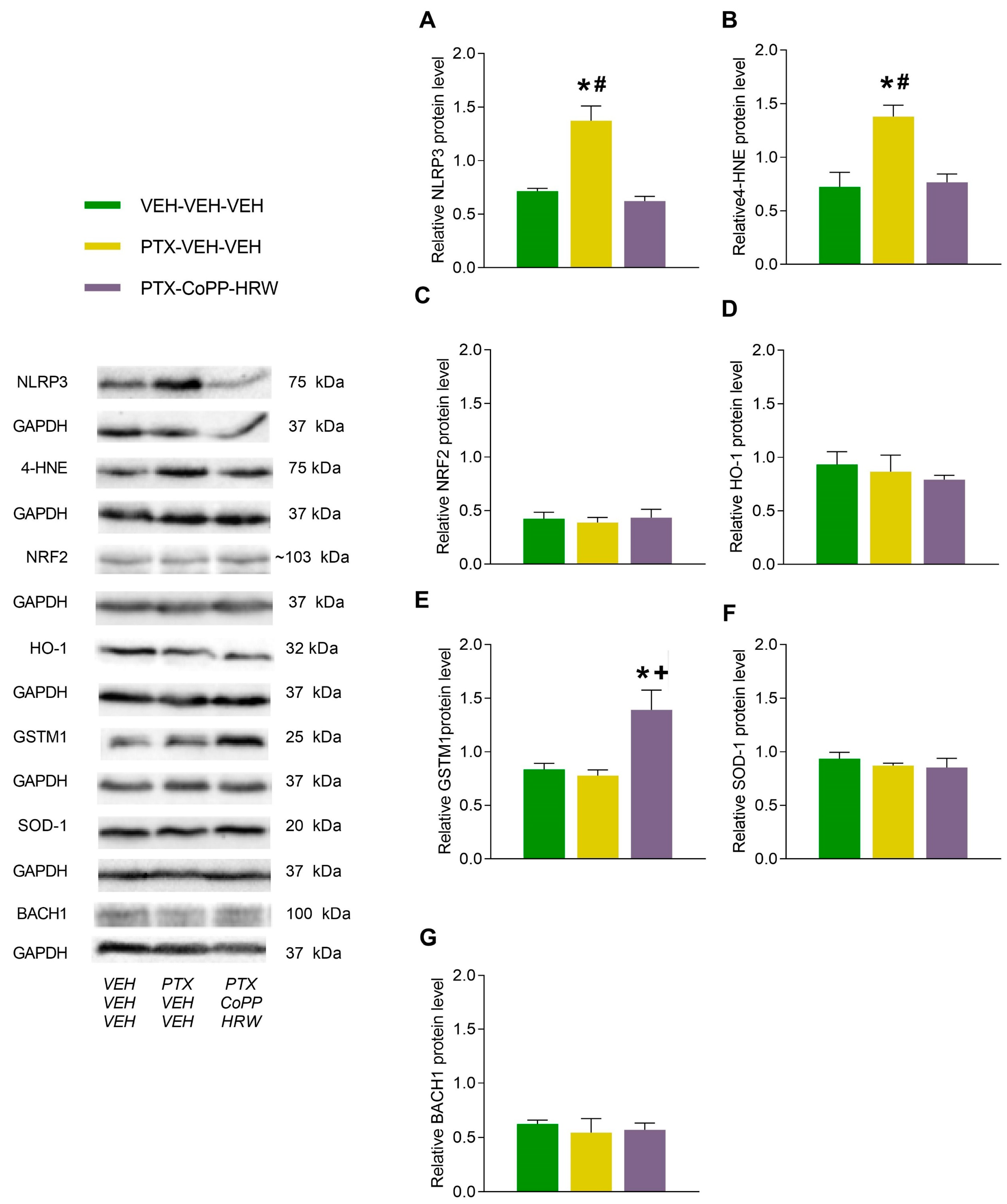 Antioxidants 13 00856 g007