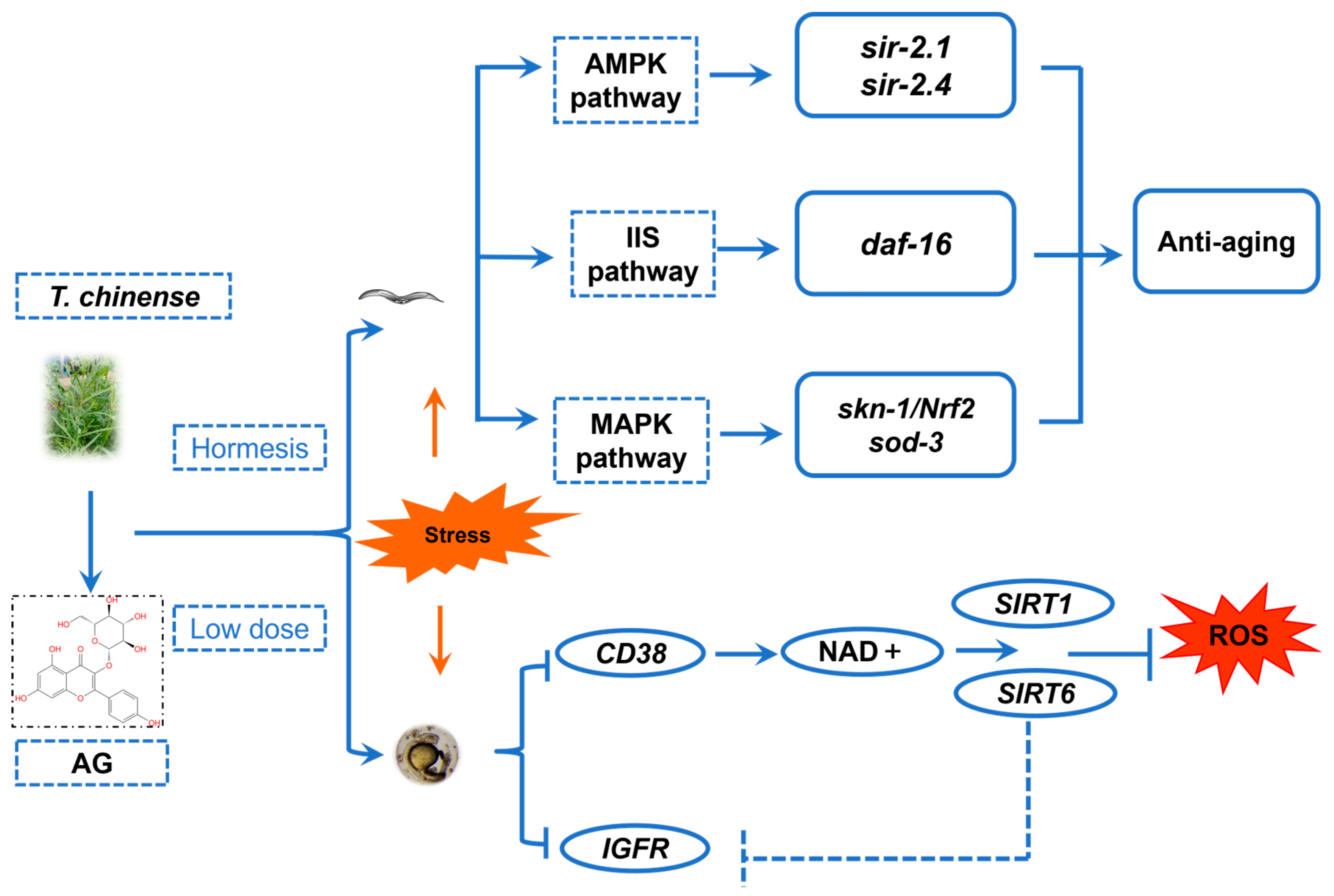 Antioxidants 13 00859 g013