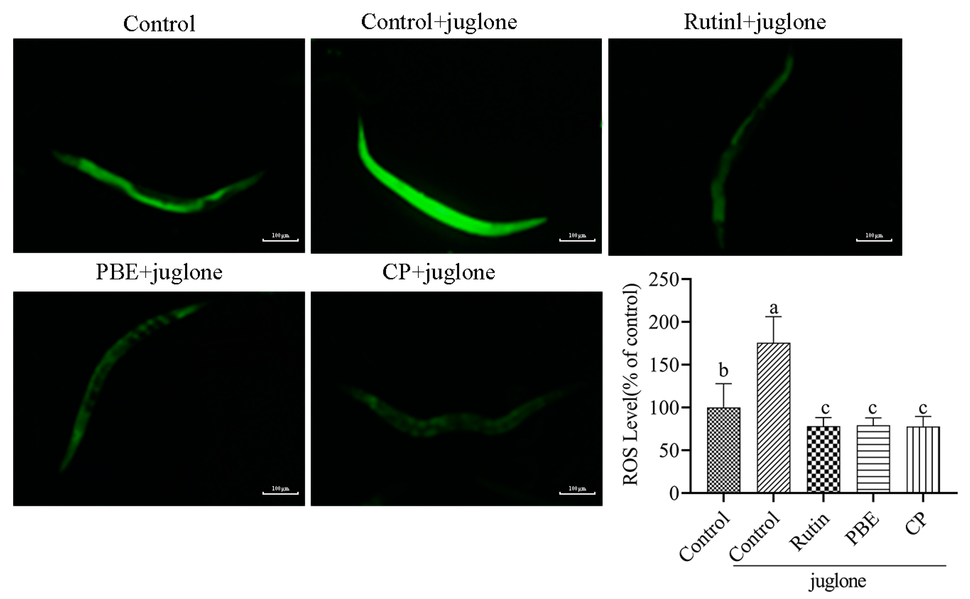 Antioxidants 13 00860 g006