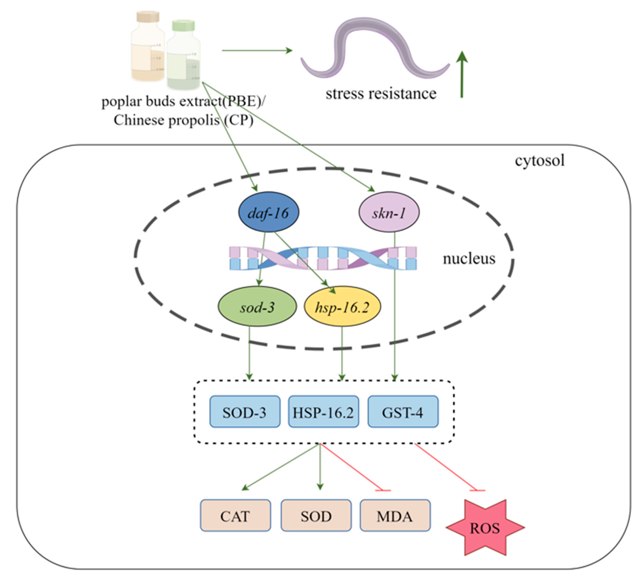 Antioxidants 13 00860 g011