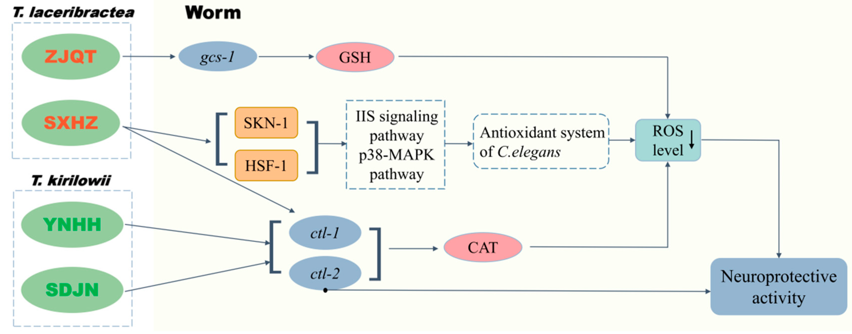 Antioxidants 13 00861 g007