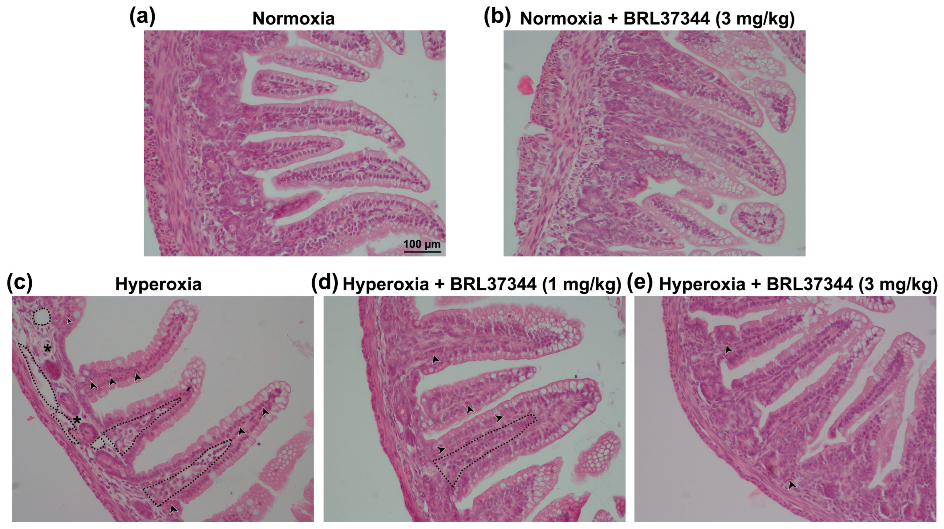 Antioxidants 13 00863 g003