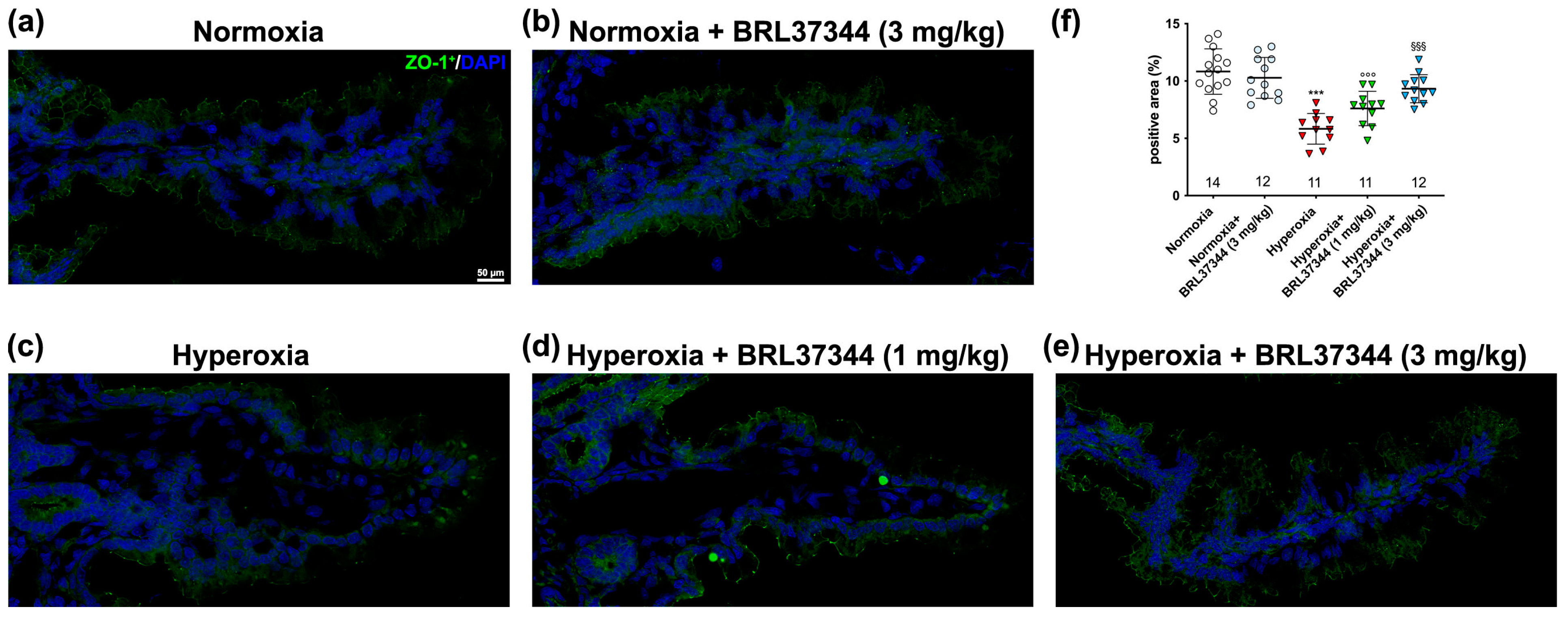 Antioxidants 13 00863 g005