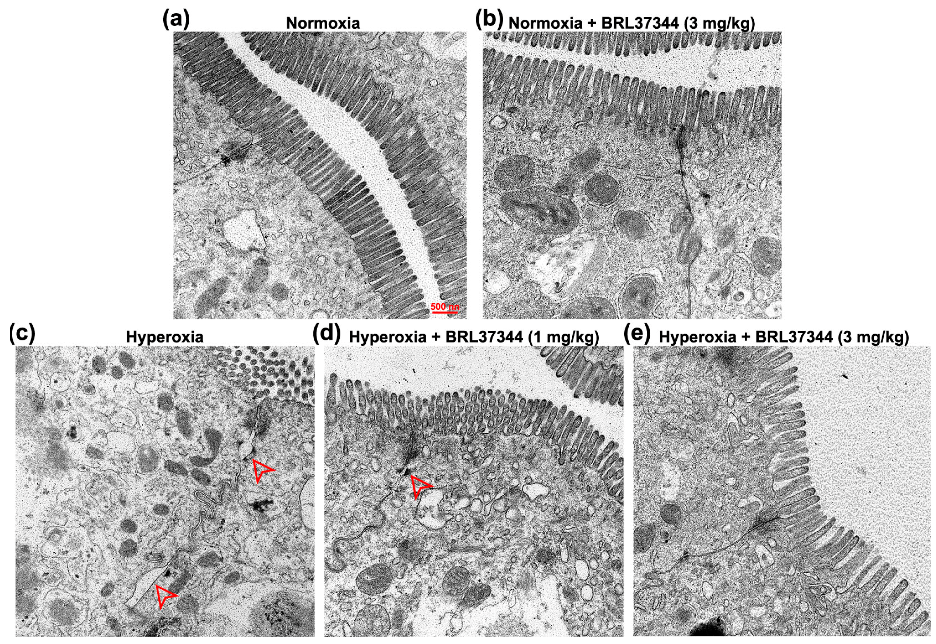 Antioxidants 13 00863 g007