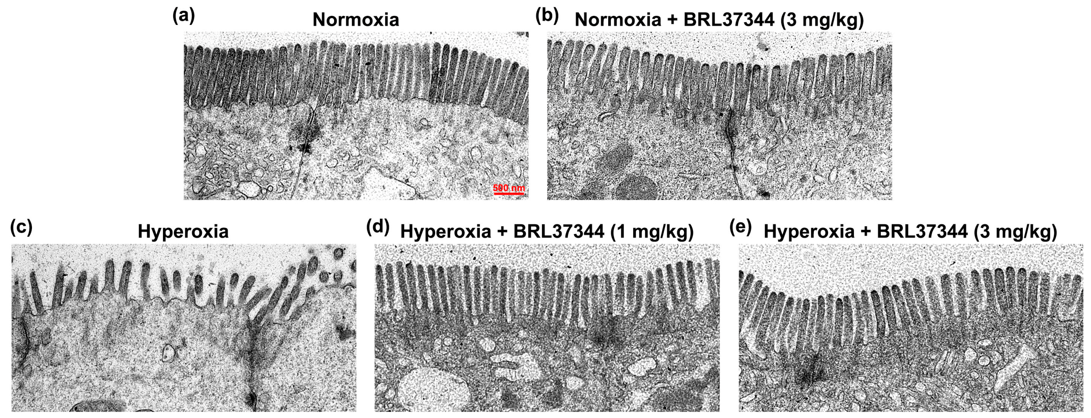 Antioxidants 13 00863 g008