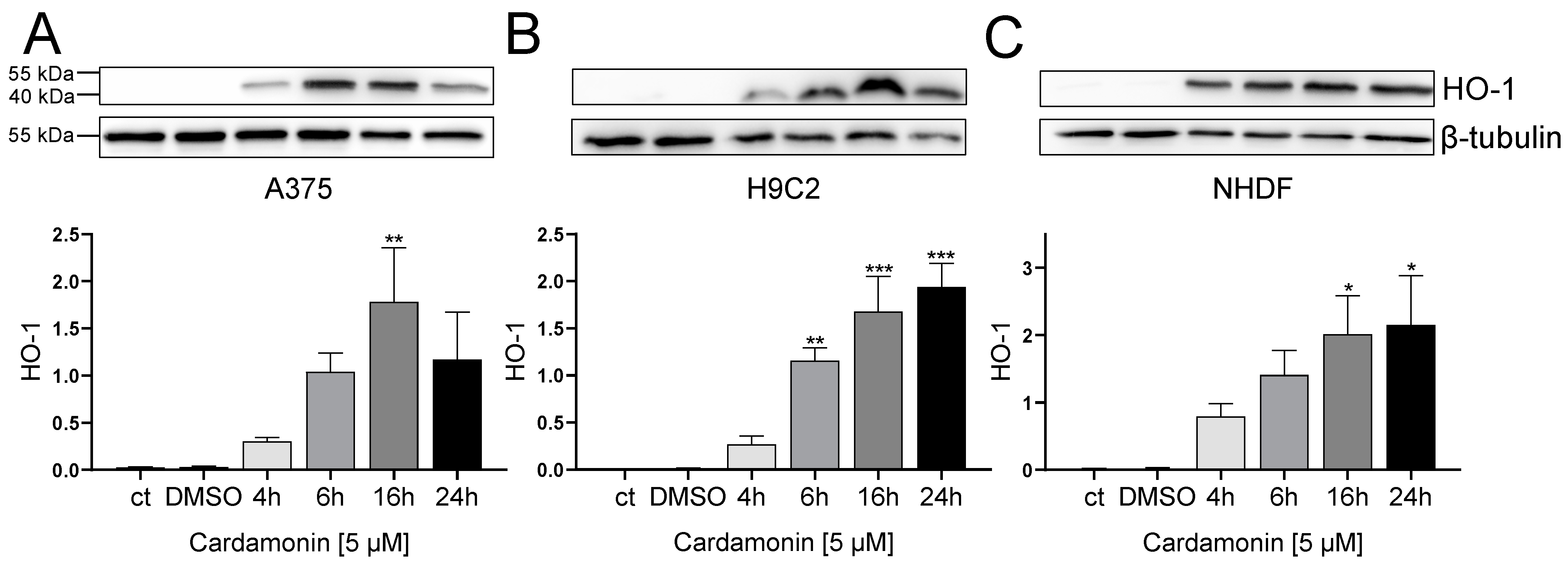 Antioxidants 13 00864 g008