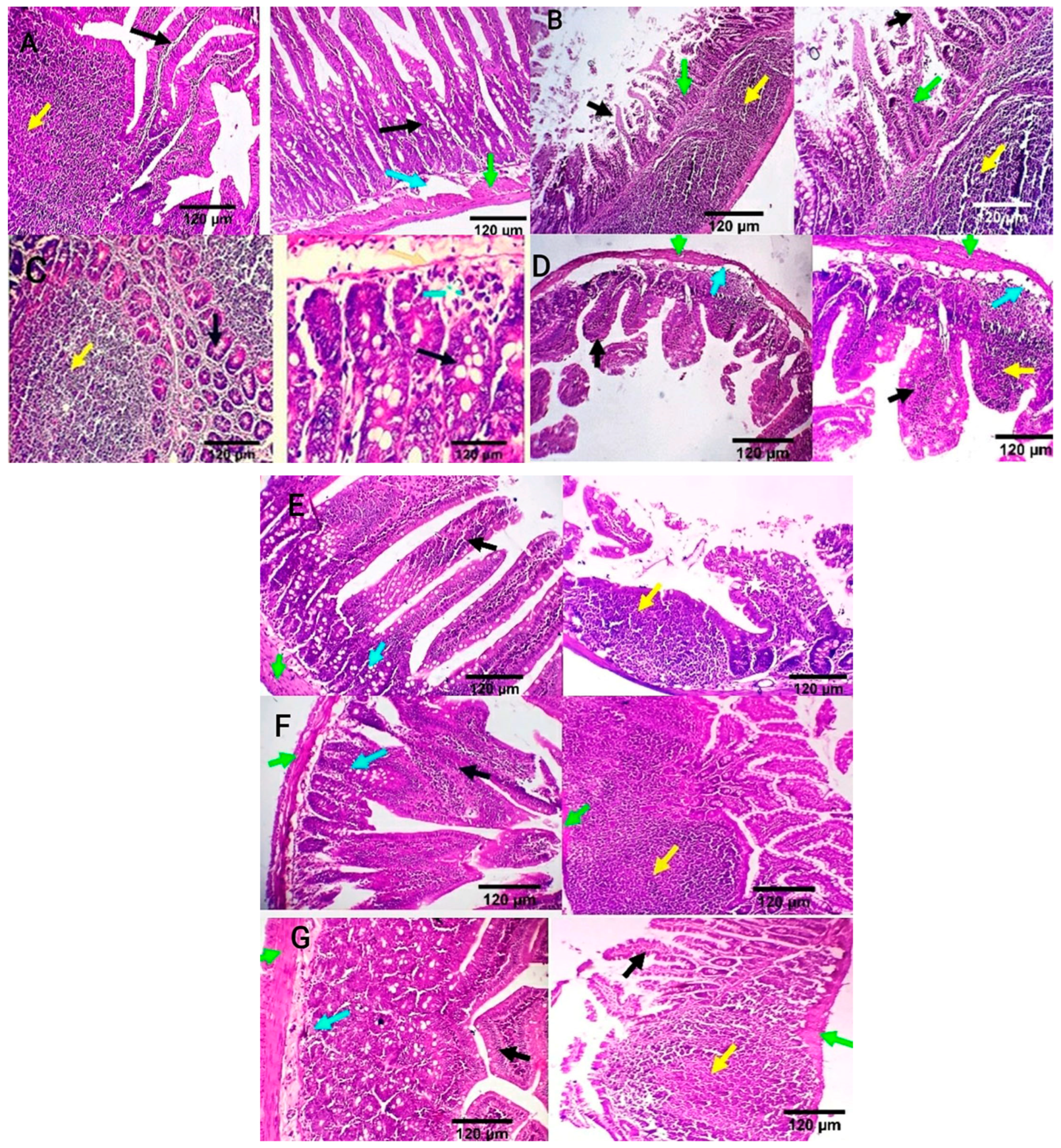Antioxidants 13 00865 g006