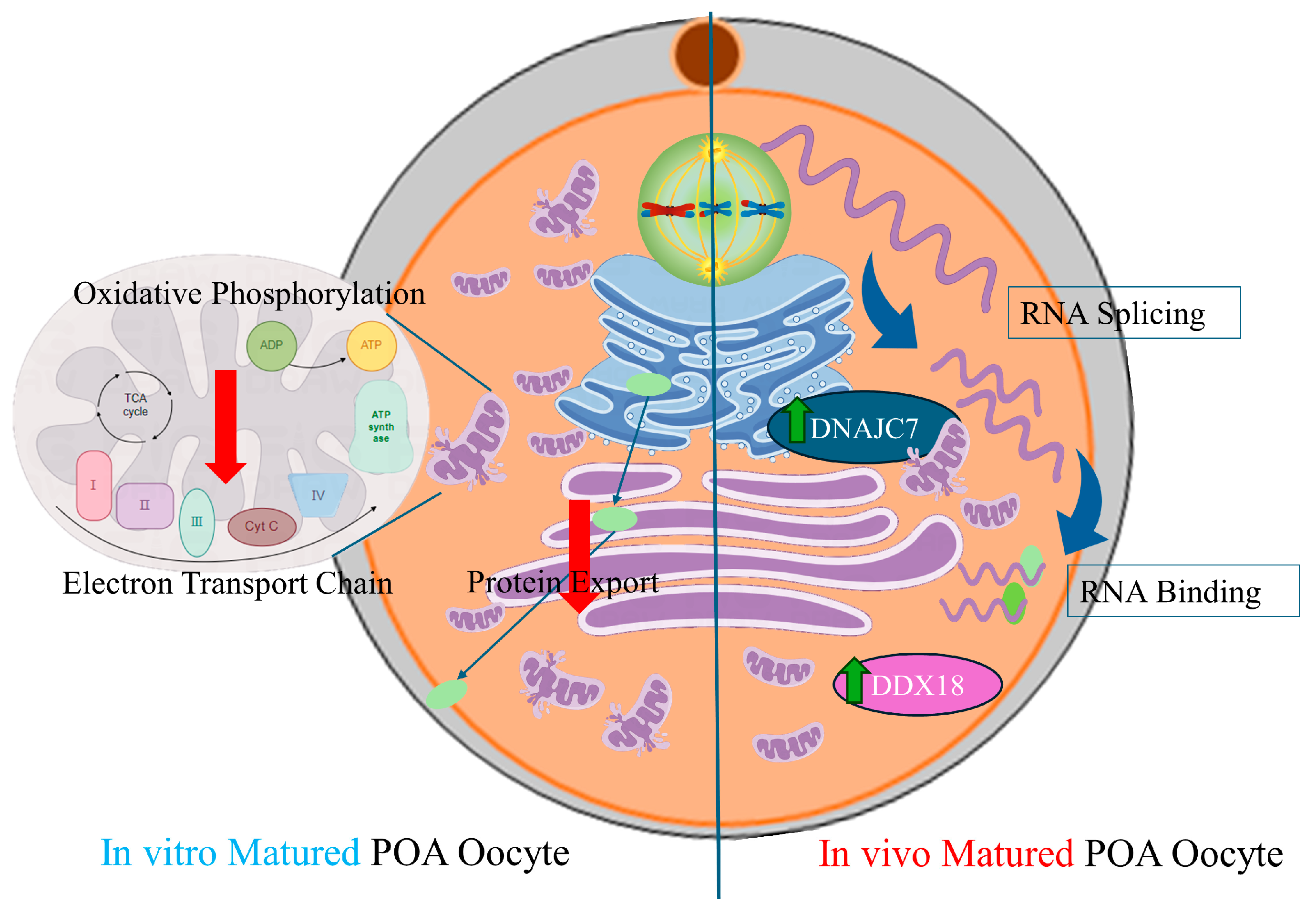 Antioxidants 13 00867 g008 Antioxidants 13 00867 g008