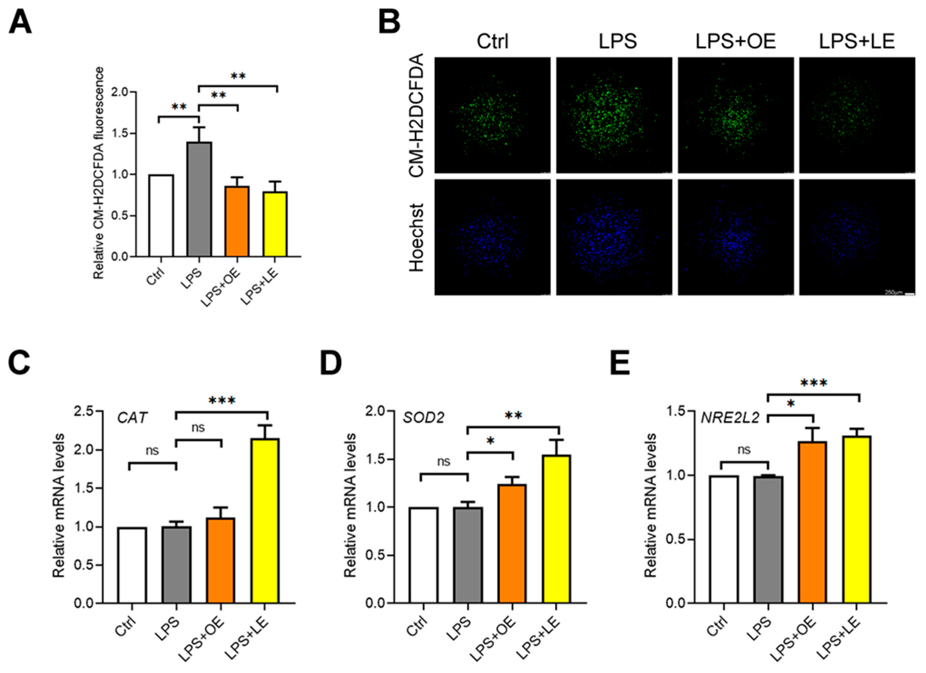 Antioxidants 13 00869 g007