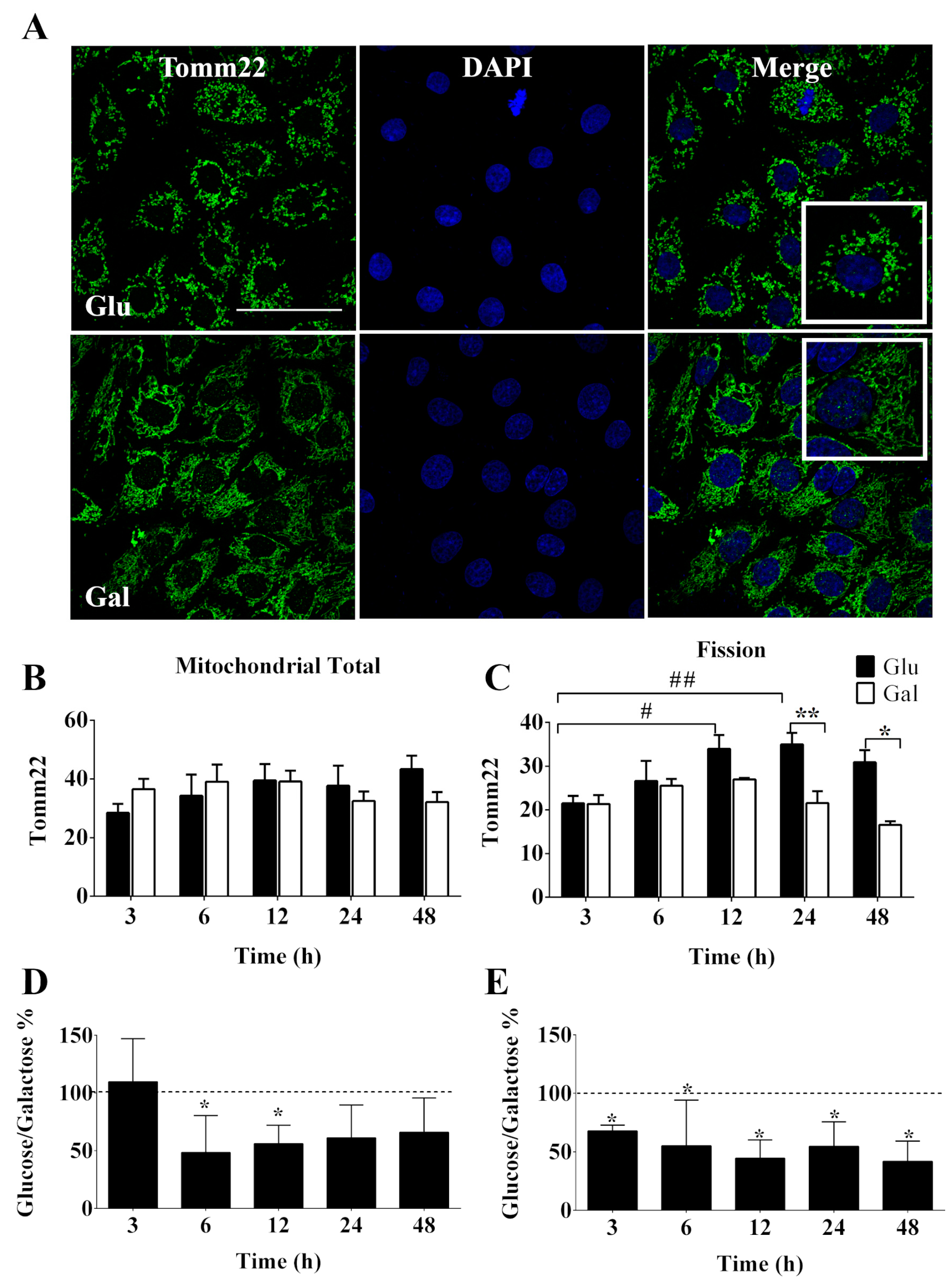Antioxidants 13 00873 g002