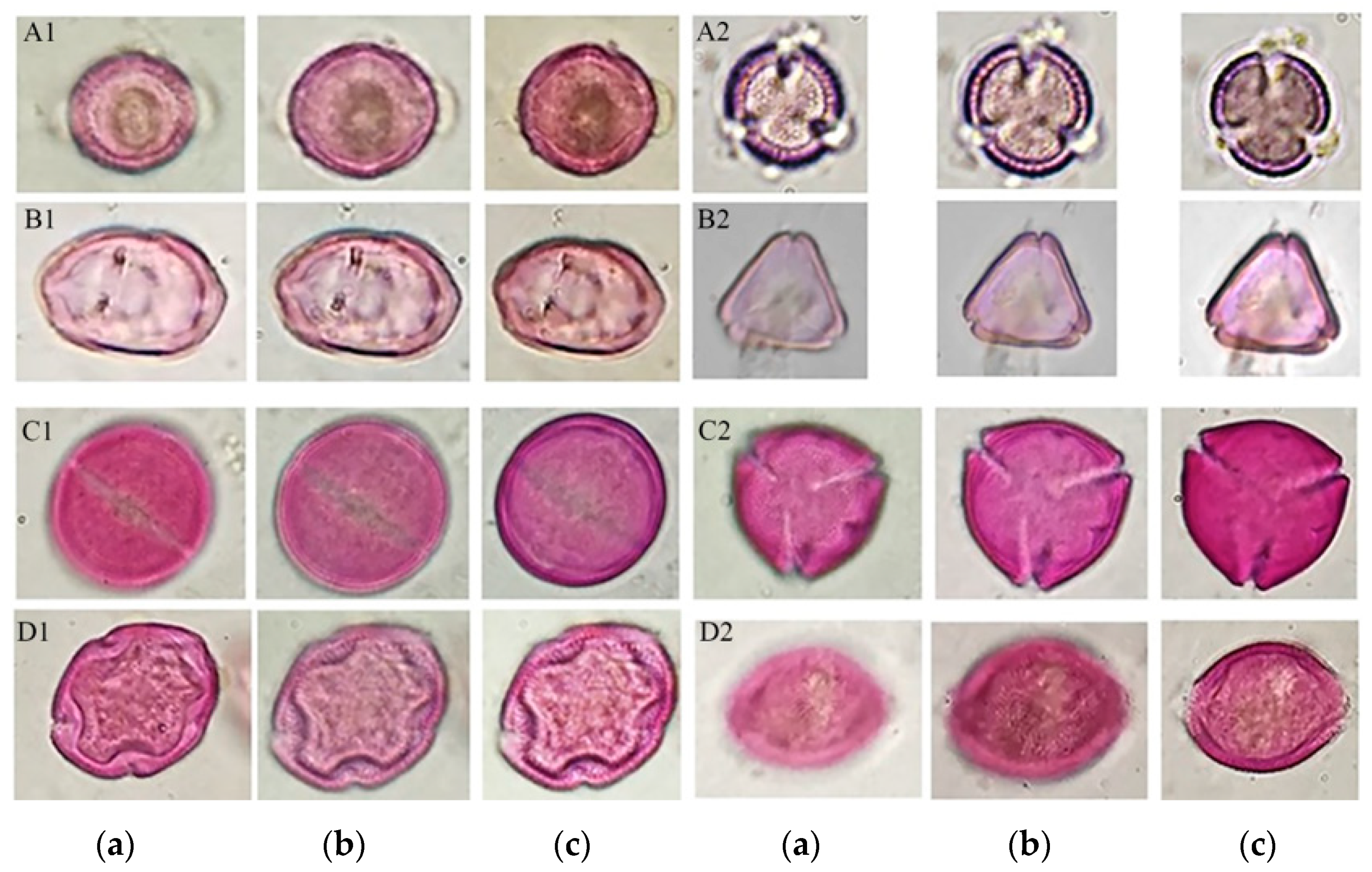 Antioxidants 13 00874 g004