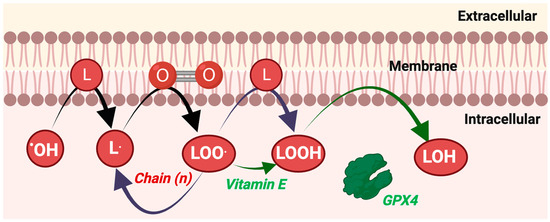 Antioxidants 13 00877 g005