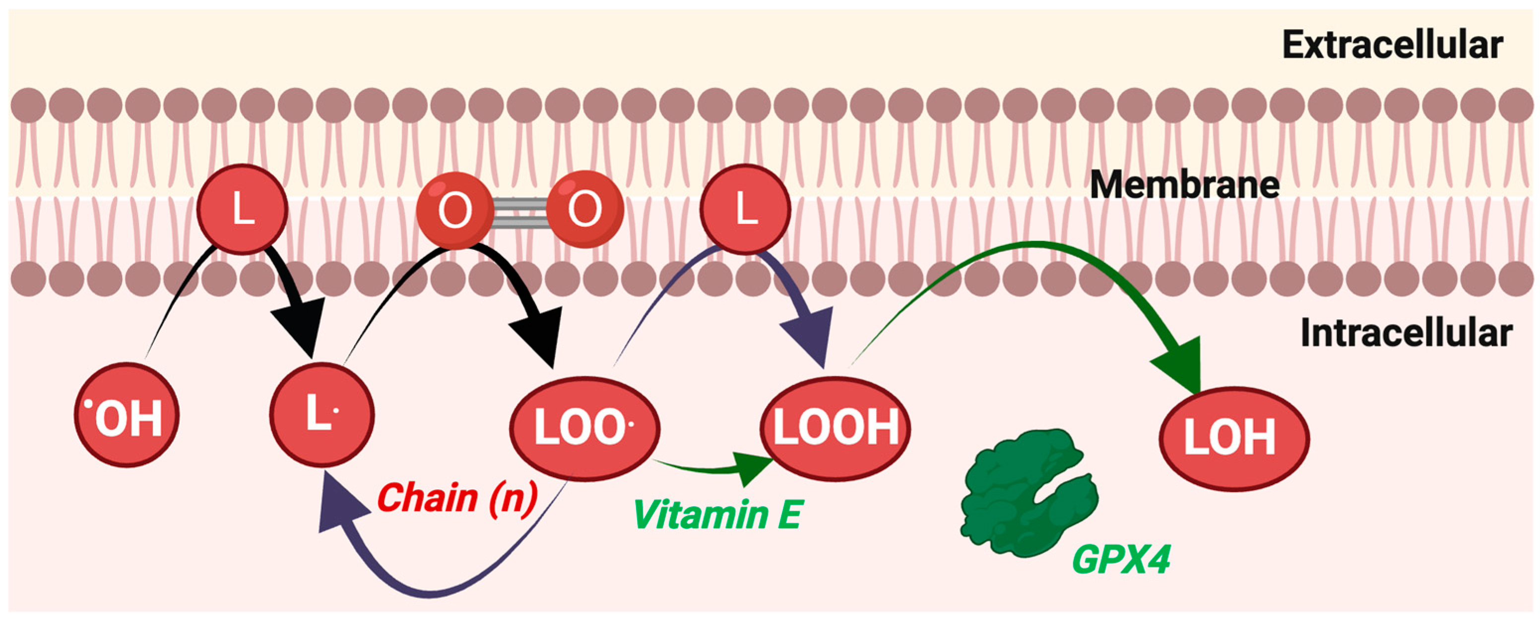 Antioxidants 13 00877 g005