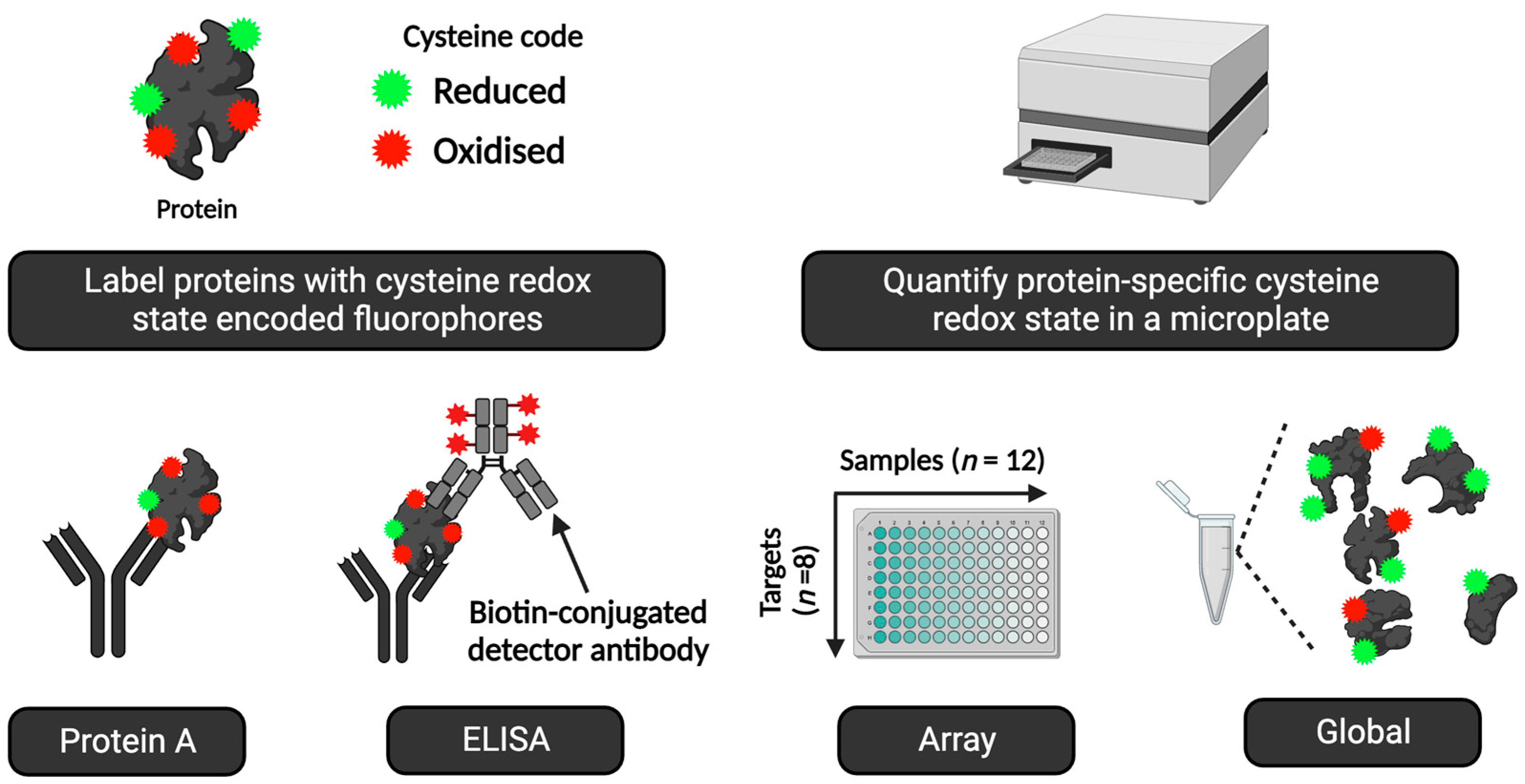 Antioxidants 13 00877 g009