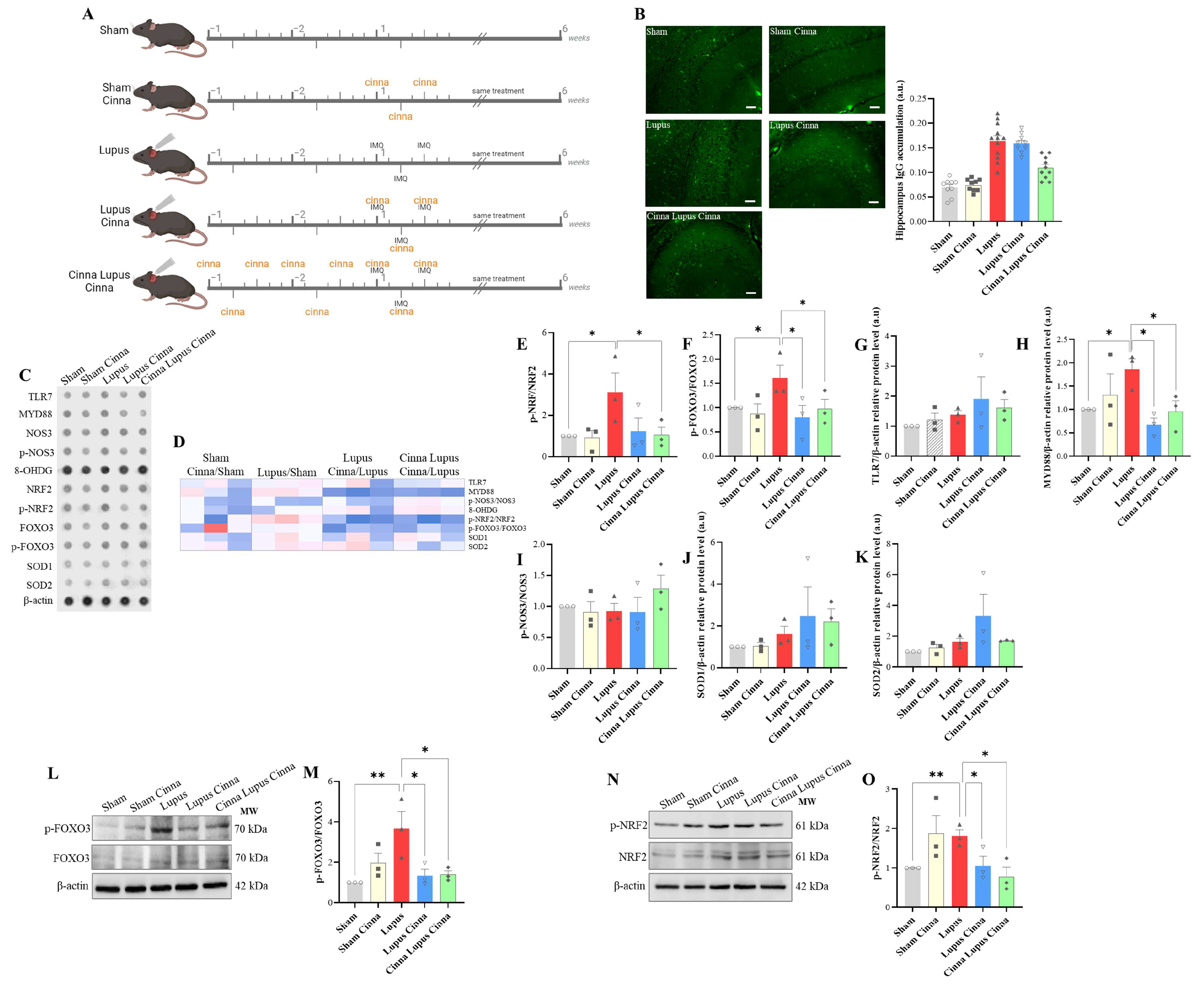 Antioxidants 13 00880 g001
