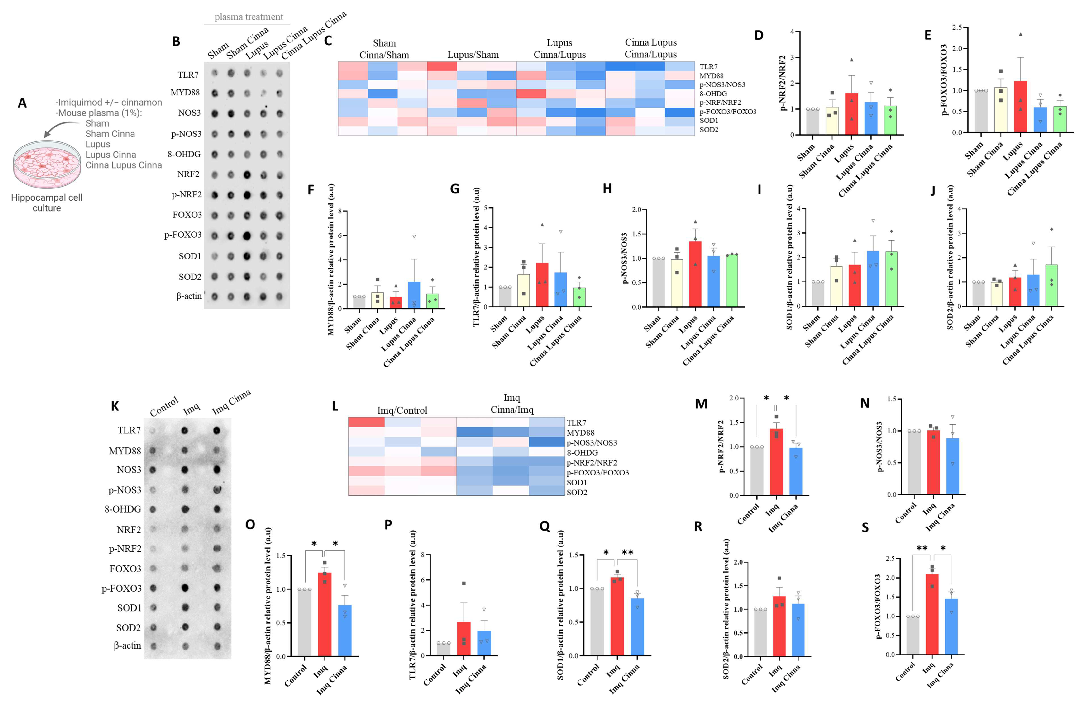 Antioxidants 13 00880 g004