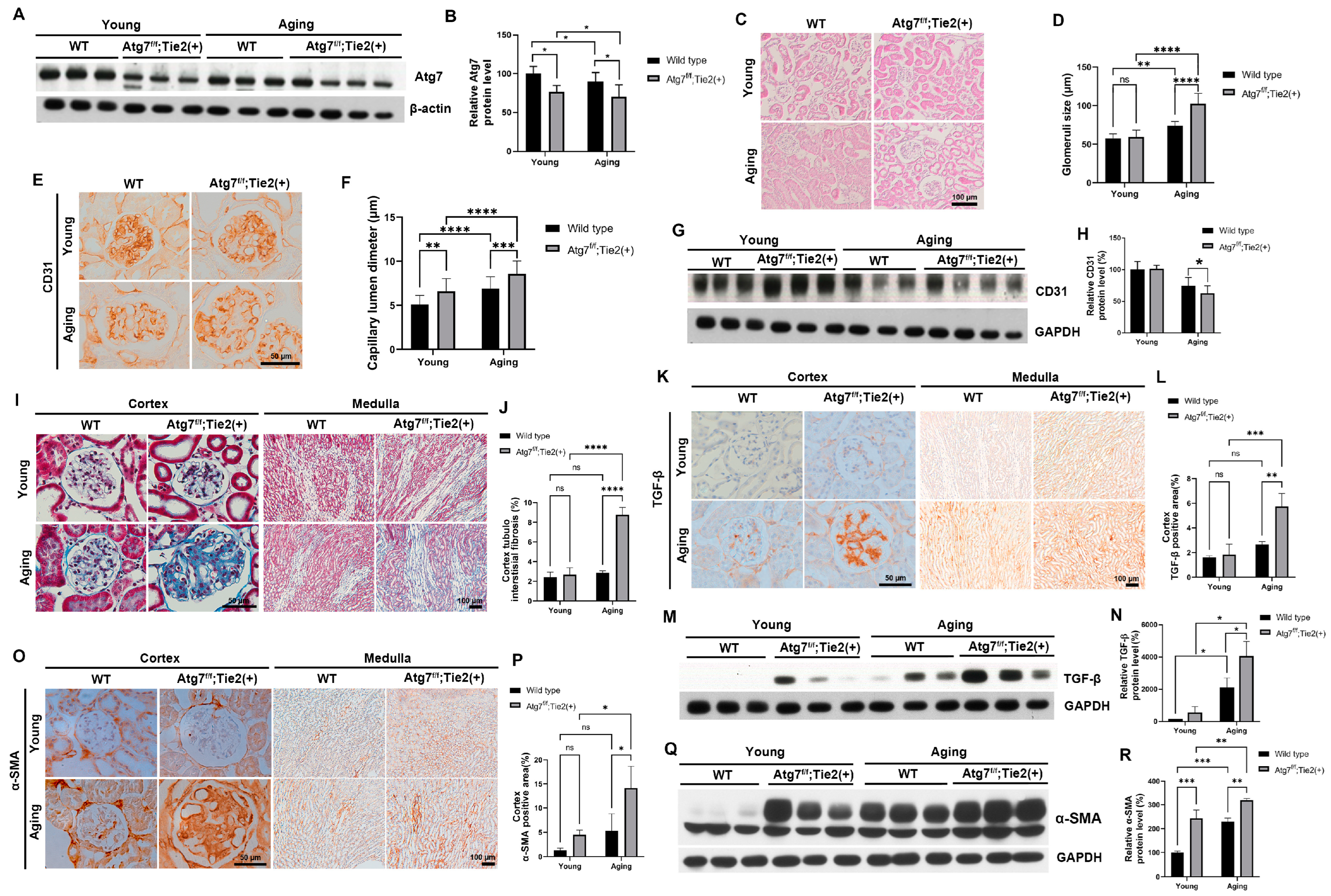 Antioxidants 13 00886 g001