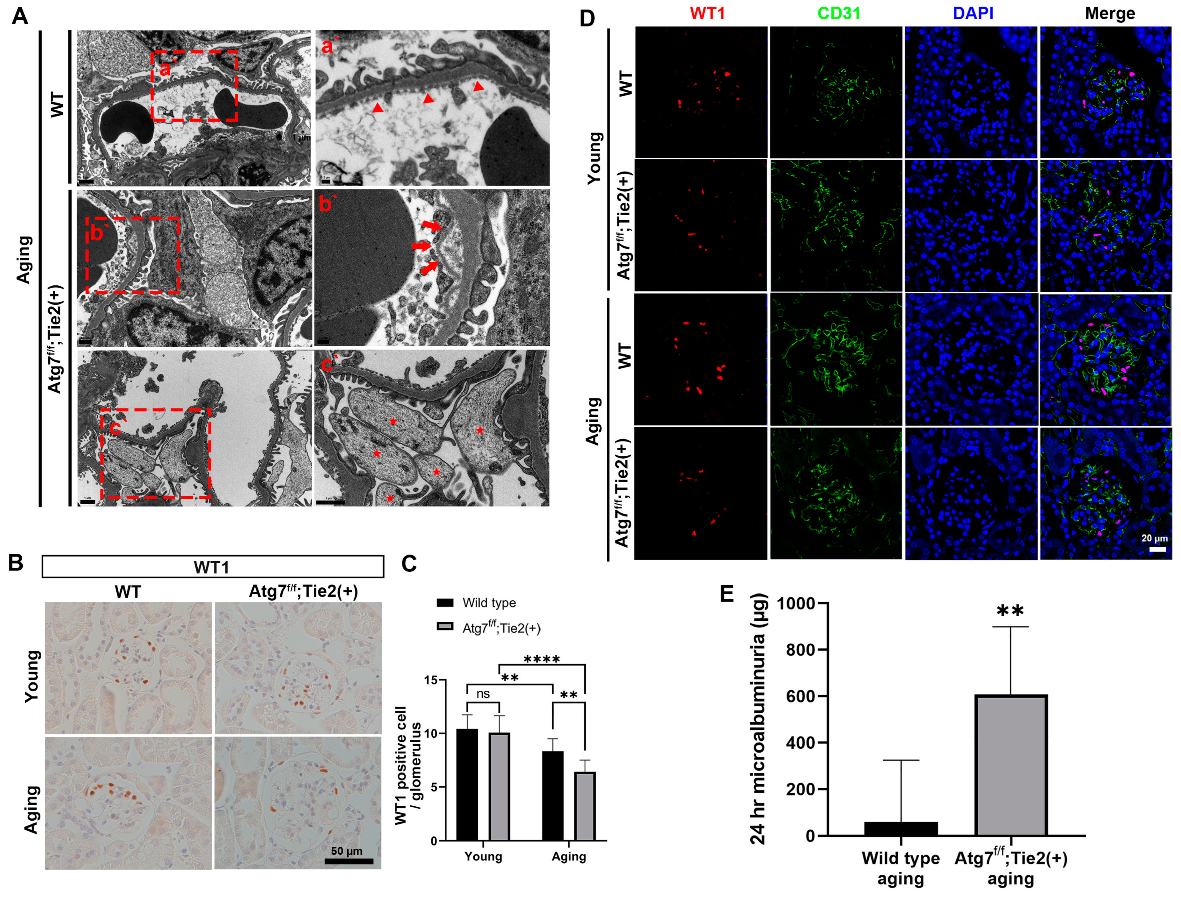Antioxidants 13 00886 g002