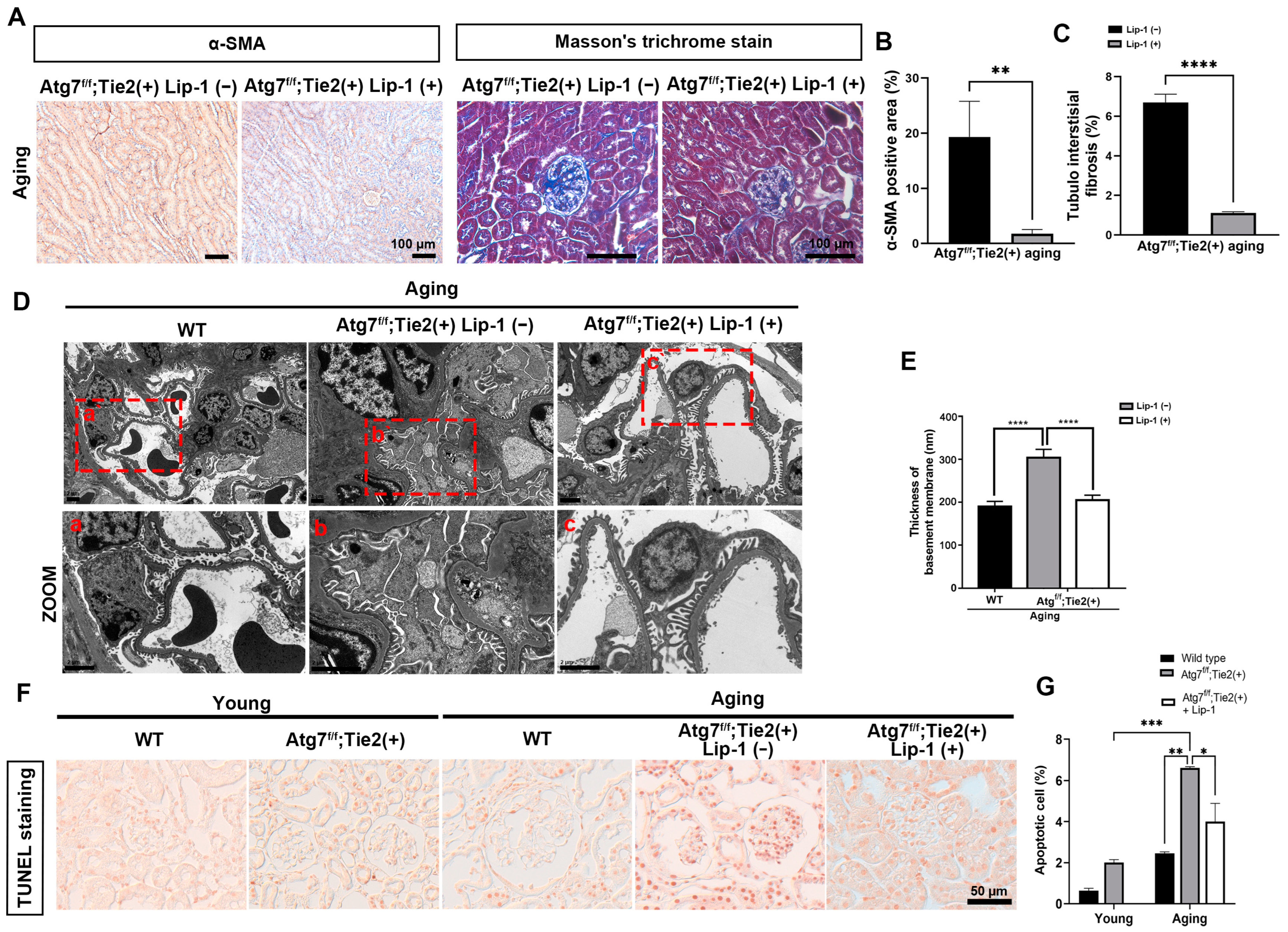 Antioxidants 13 00886 g004