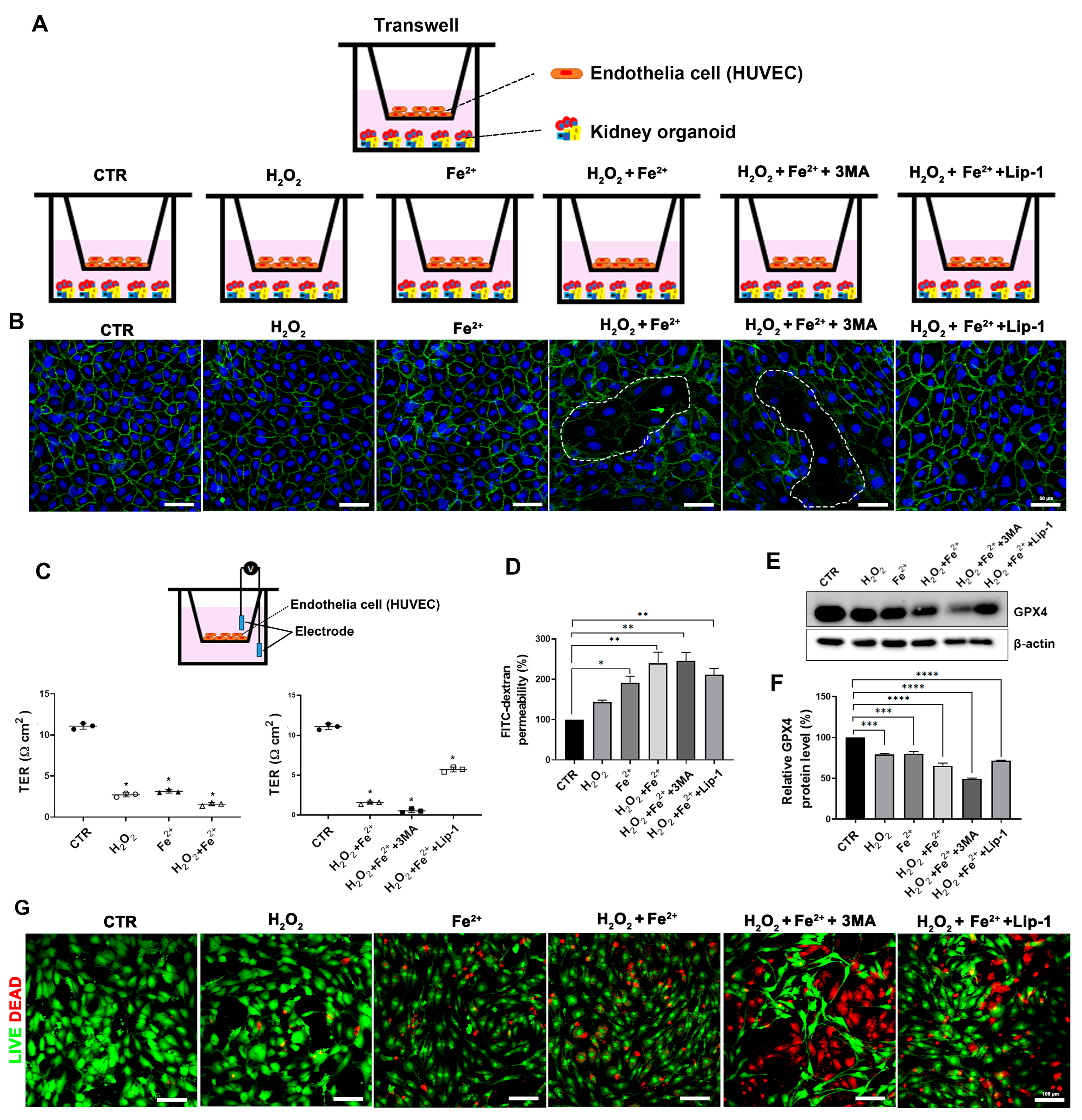 Antioxidants 13 00886 g005