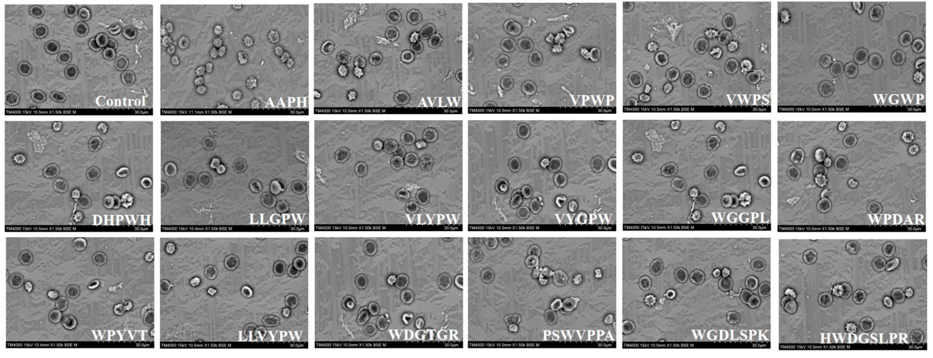 Antioxidants 13 00888 g003