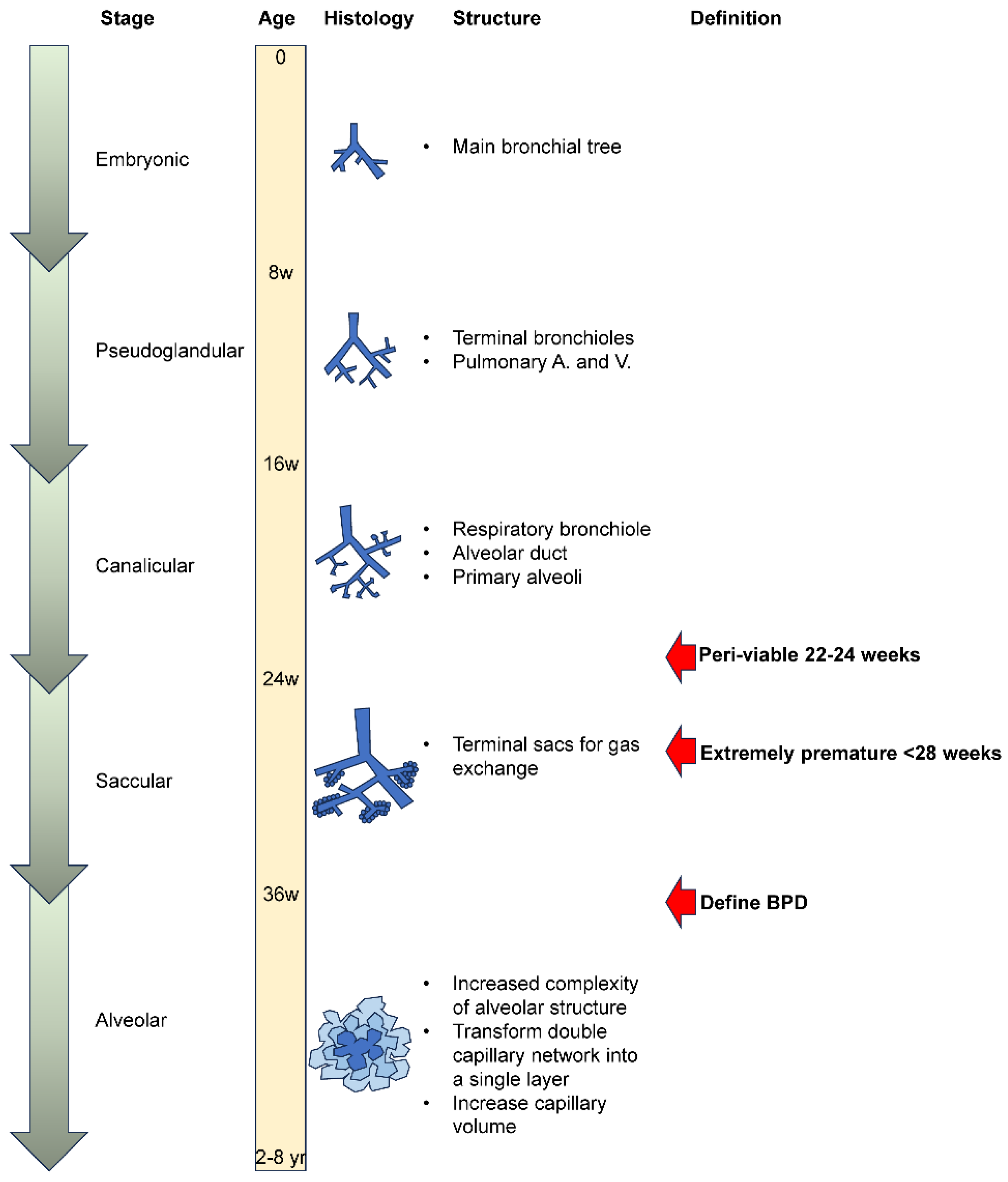 Antioxidants 13 00889 g001