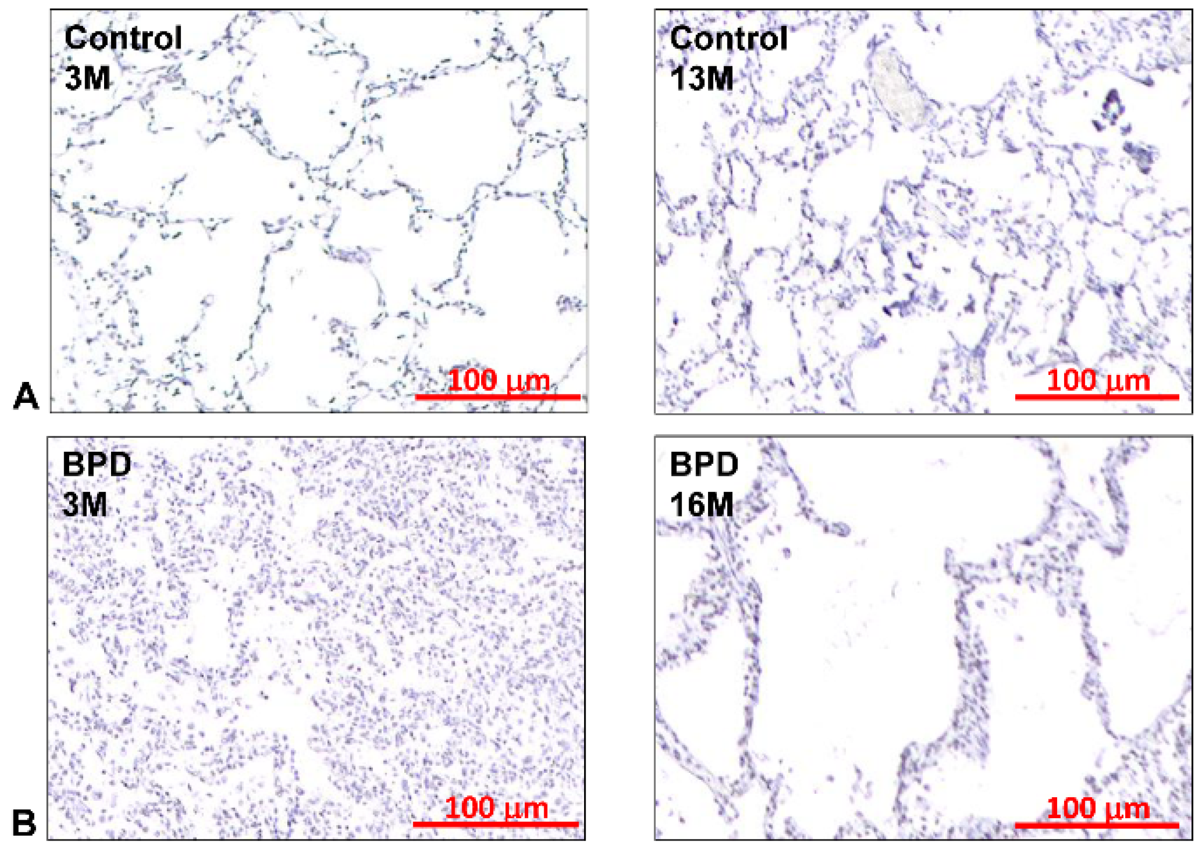 Antioxidants 13 00889 g002