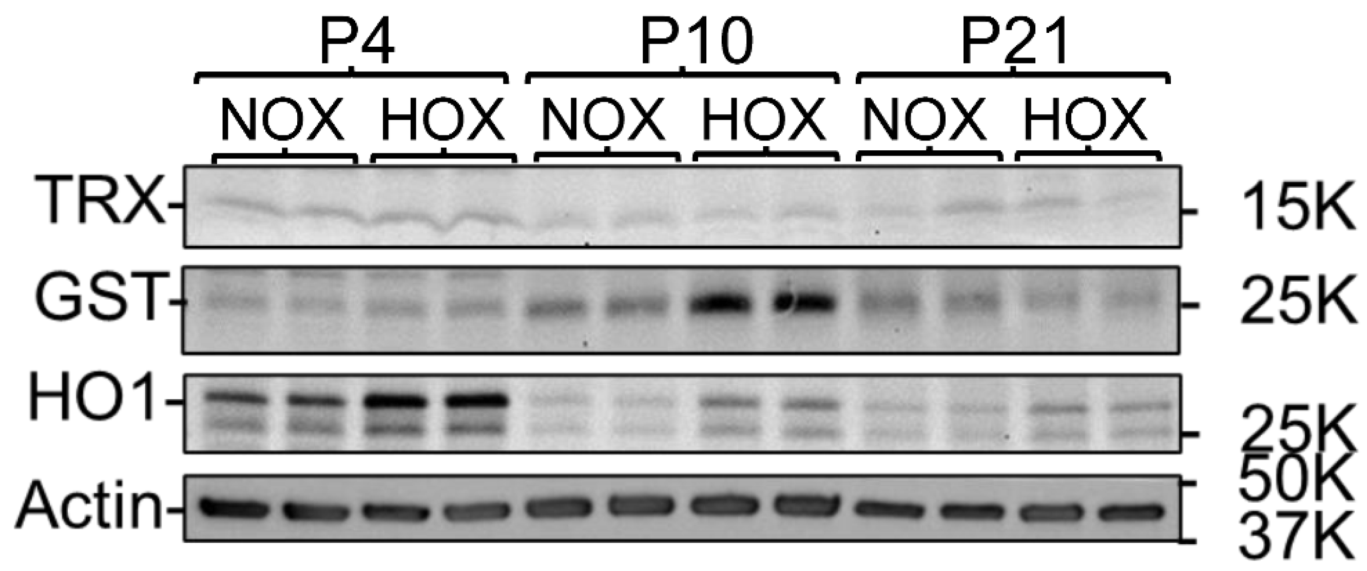 Antioxidants 13 00889 g003