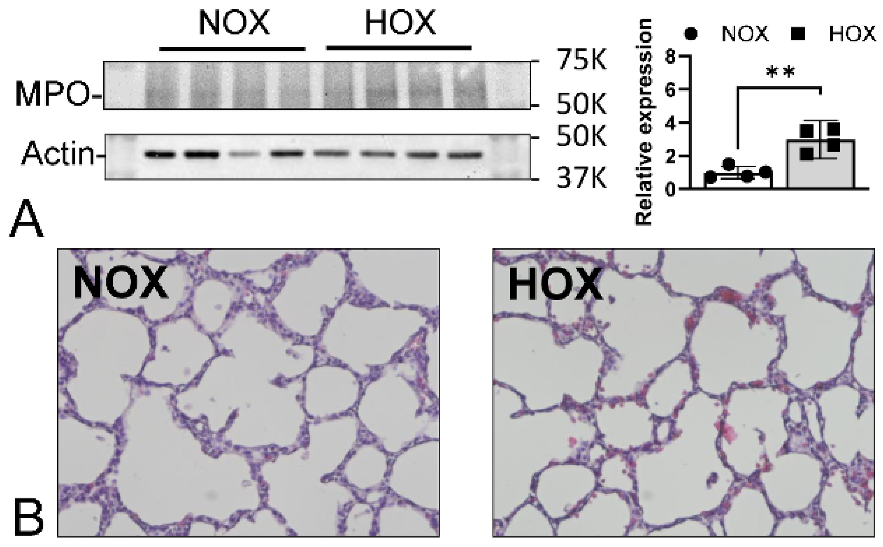 Antioxidants 13 00889 g004