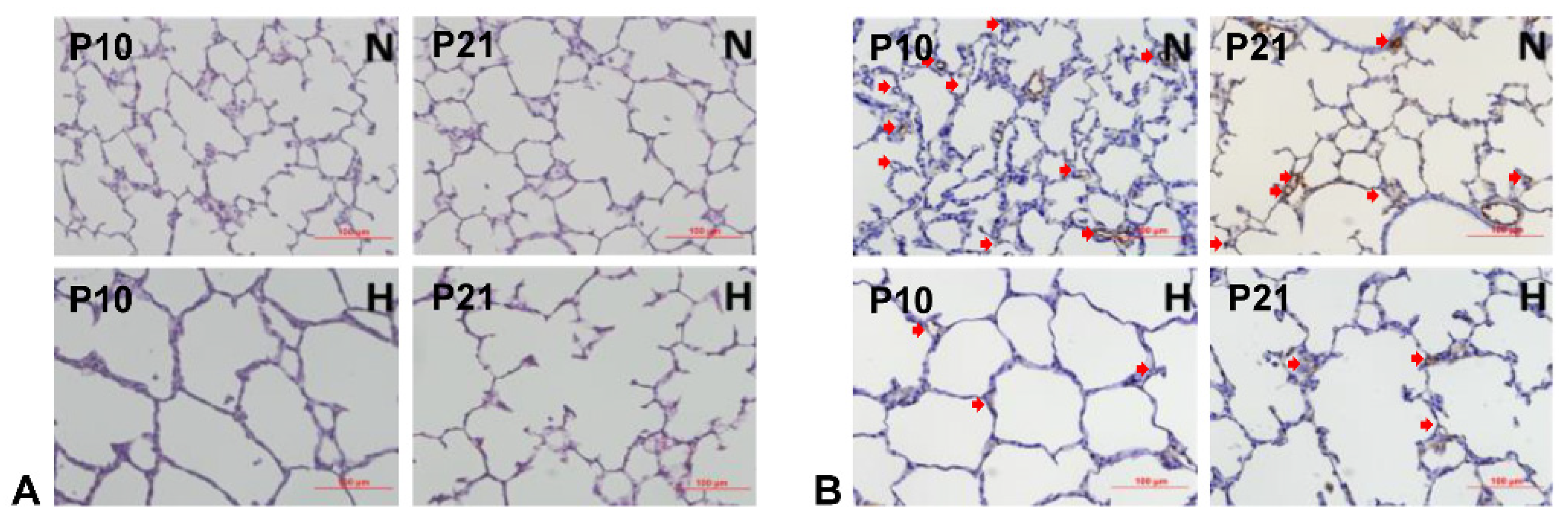Antioxidants 13 00889 g005
