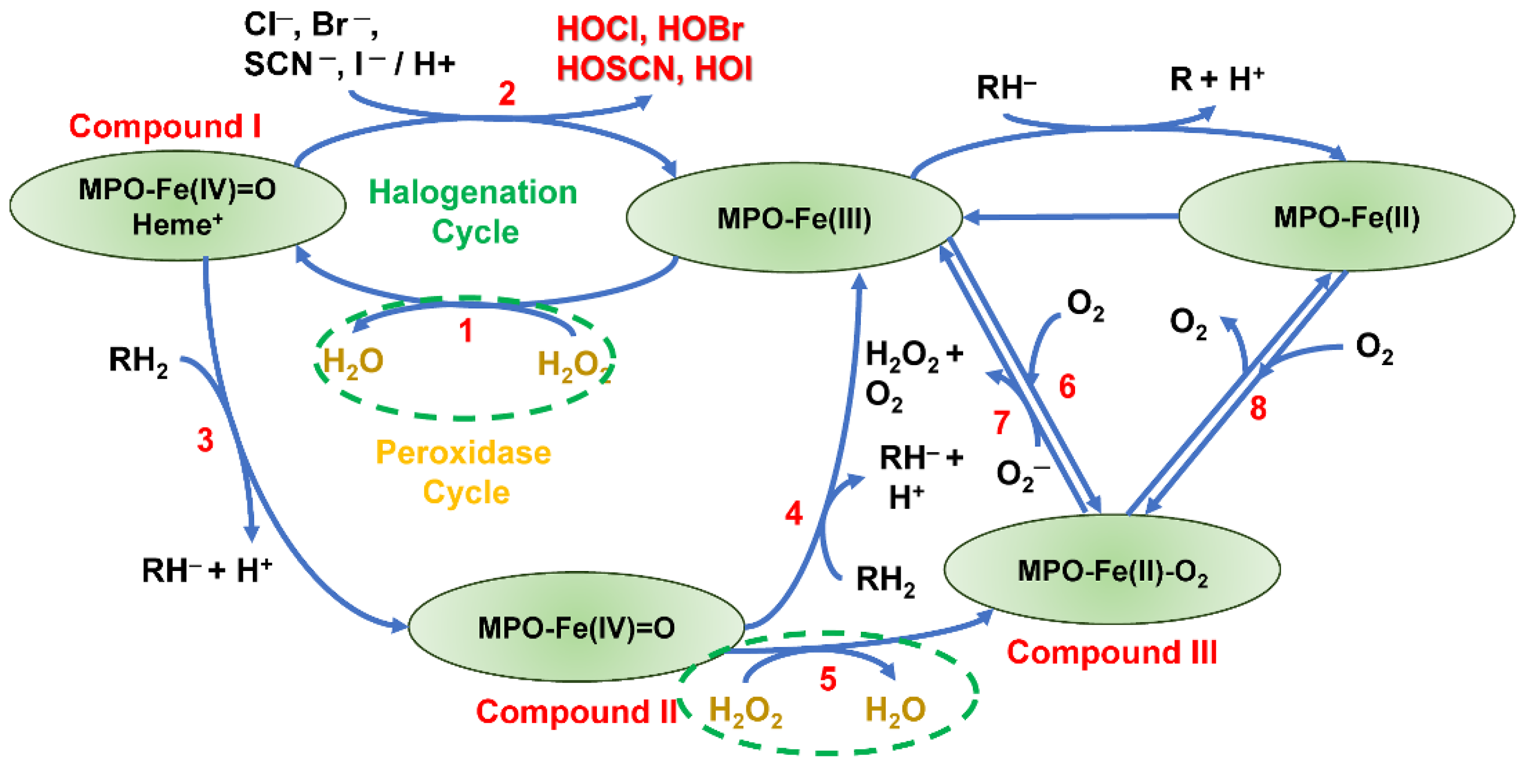 Antioxidants 13 00889 g007