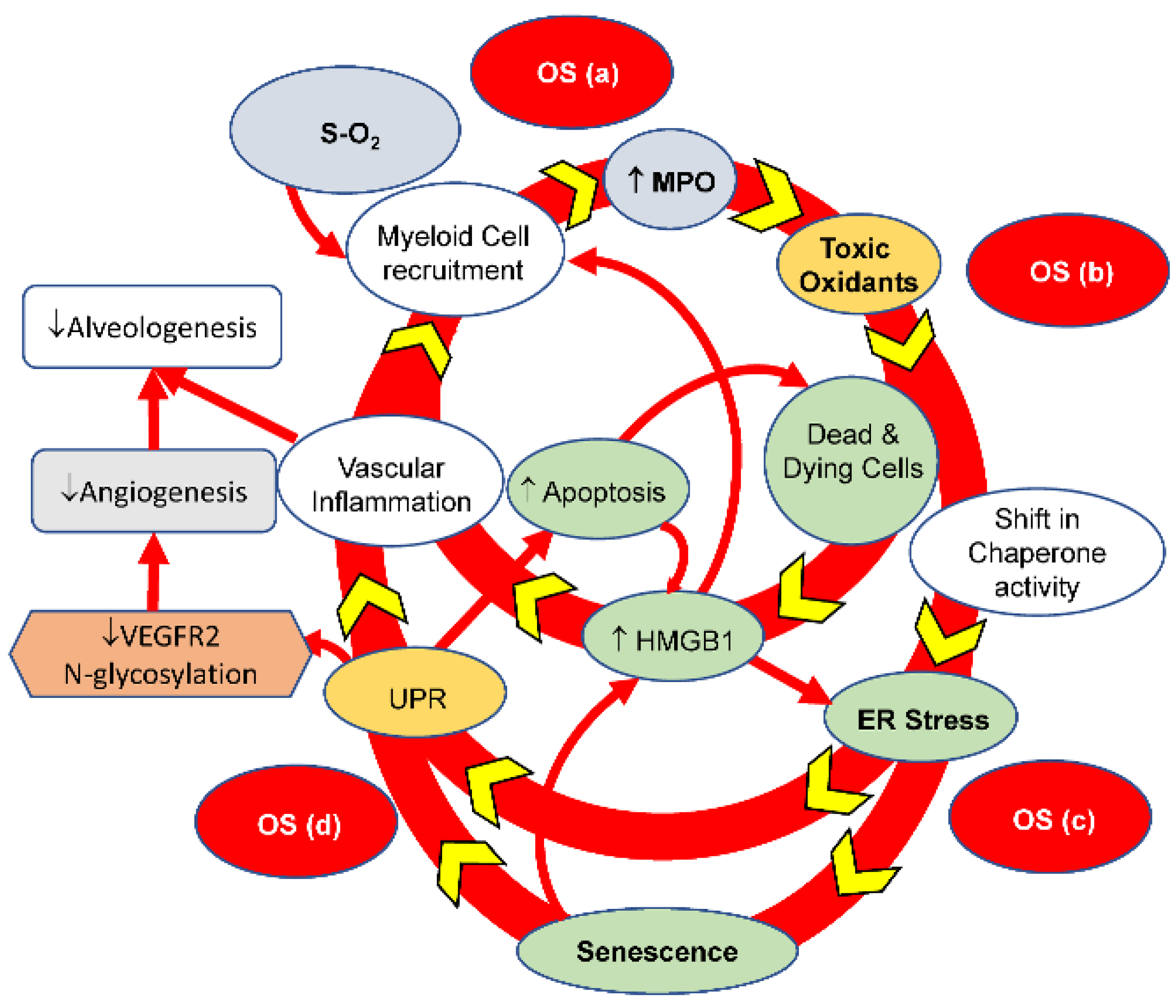 Antioxidants 13 00889 g012