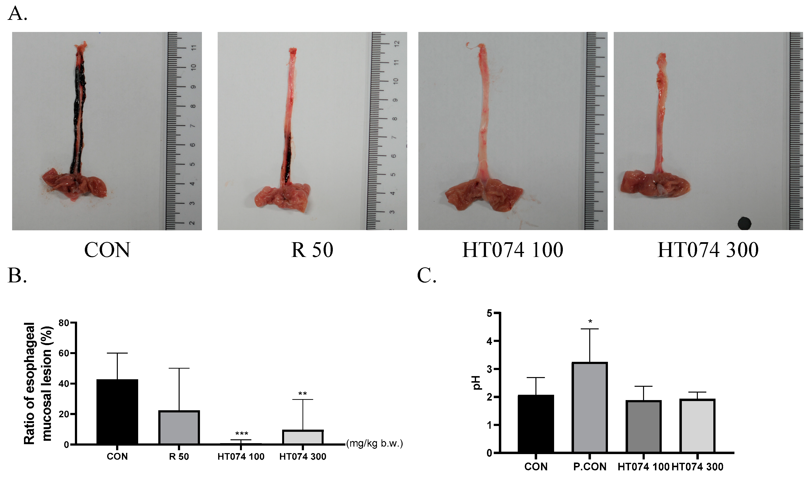 Antioxidants 13 00891 g004