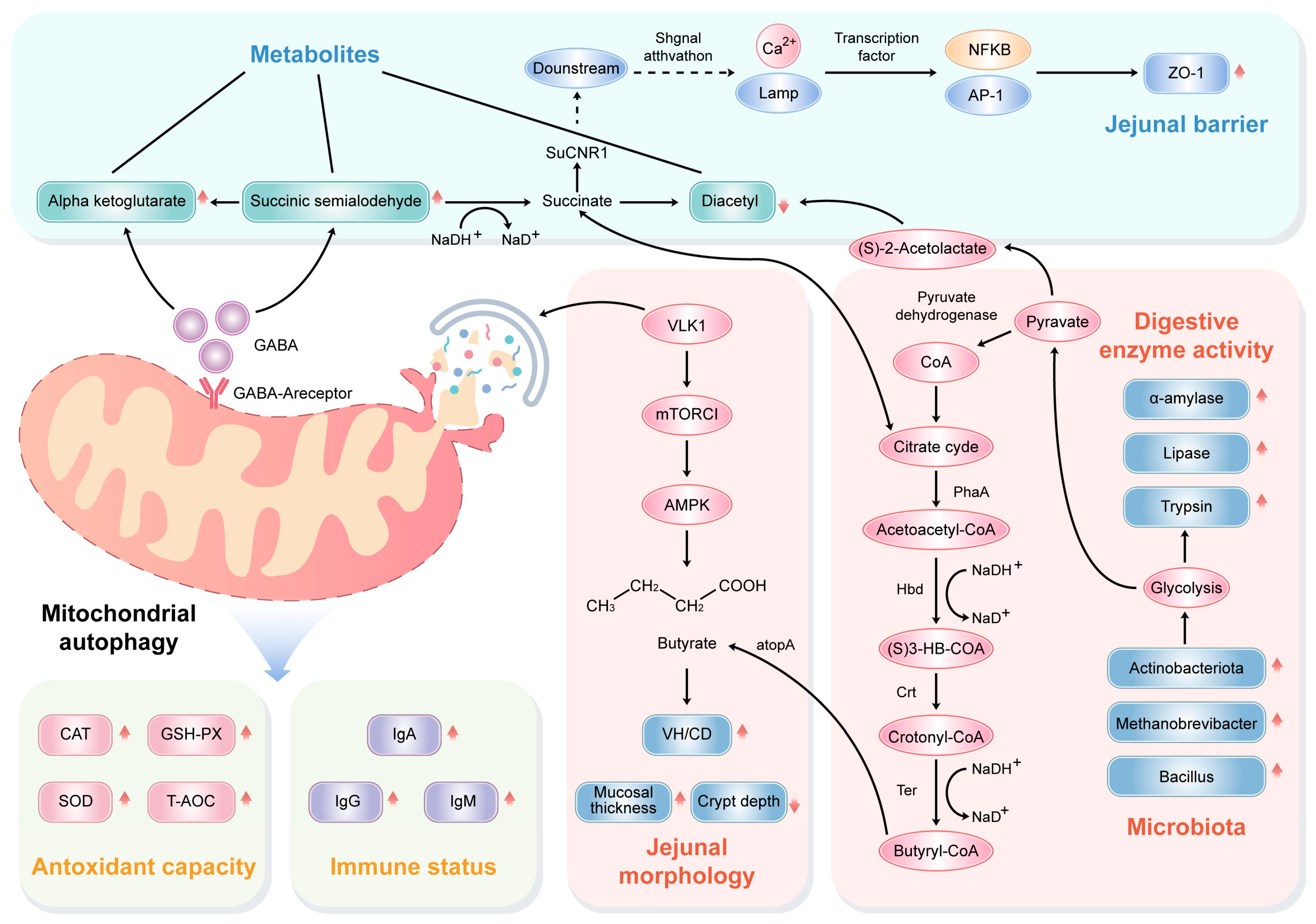 Antioxidants 13 00892 g009