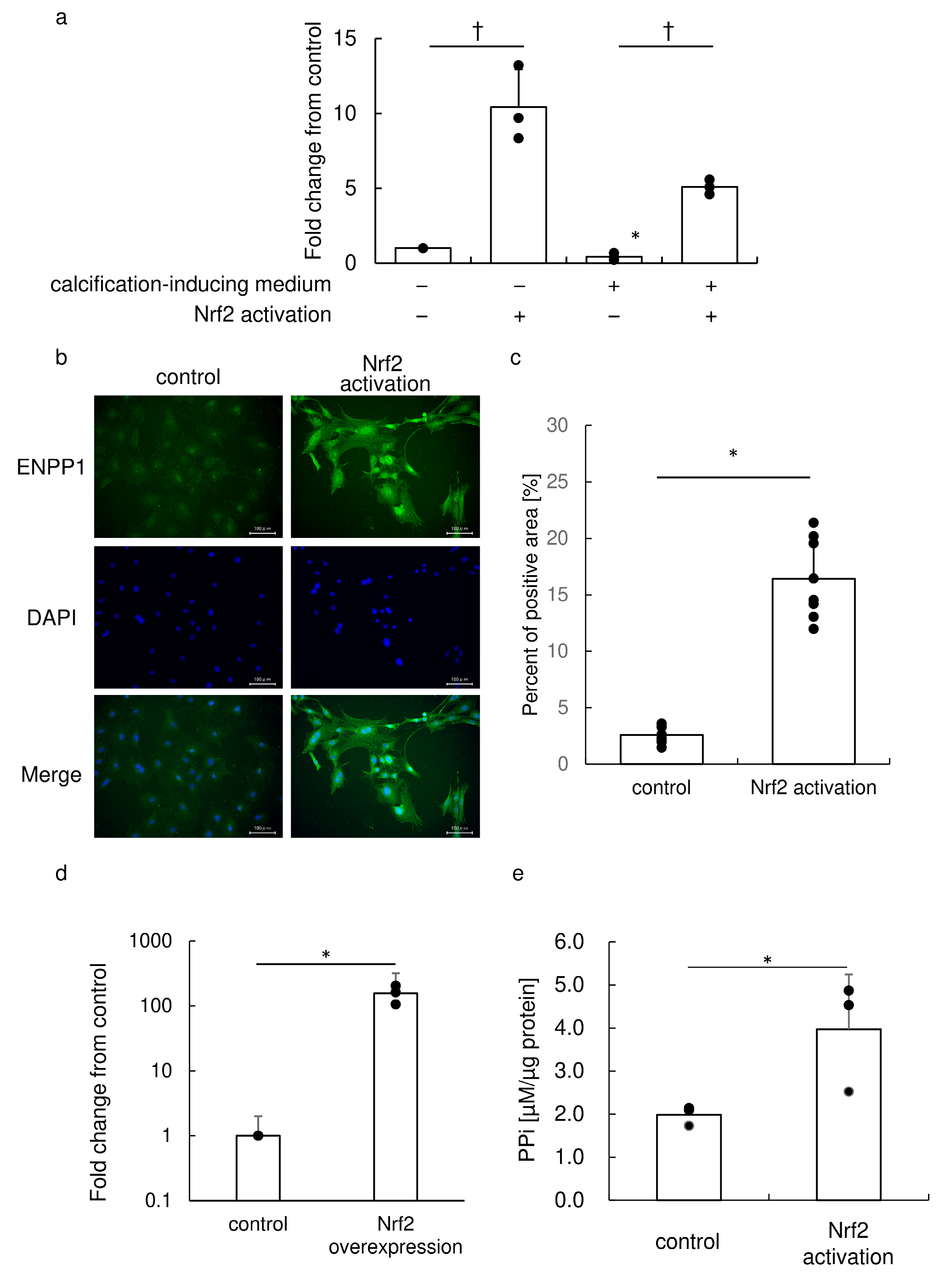 Antioxidants 13 00896 g001