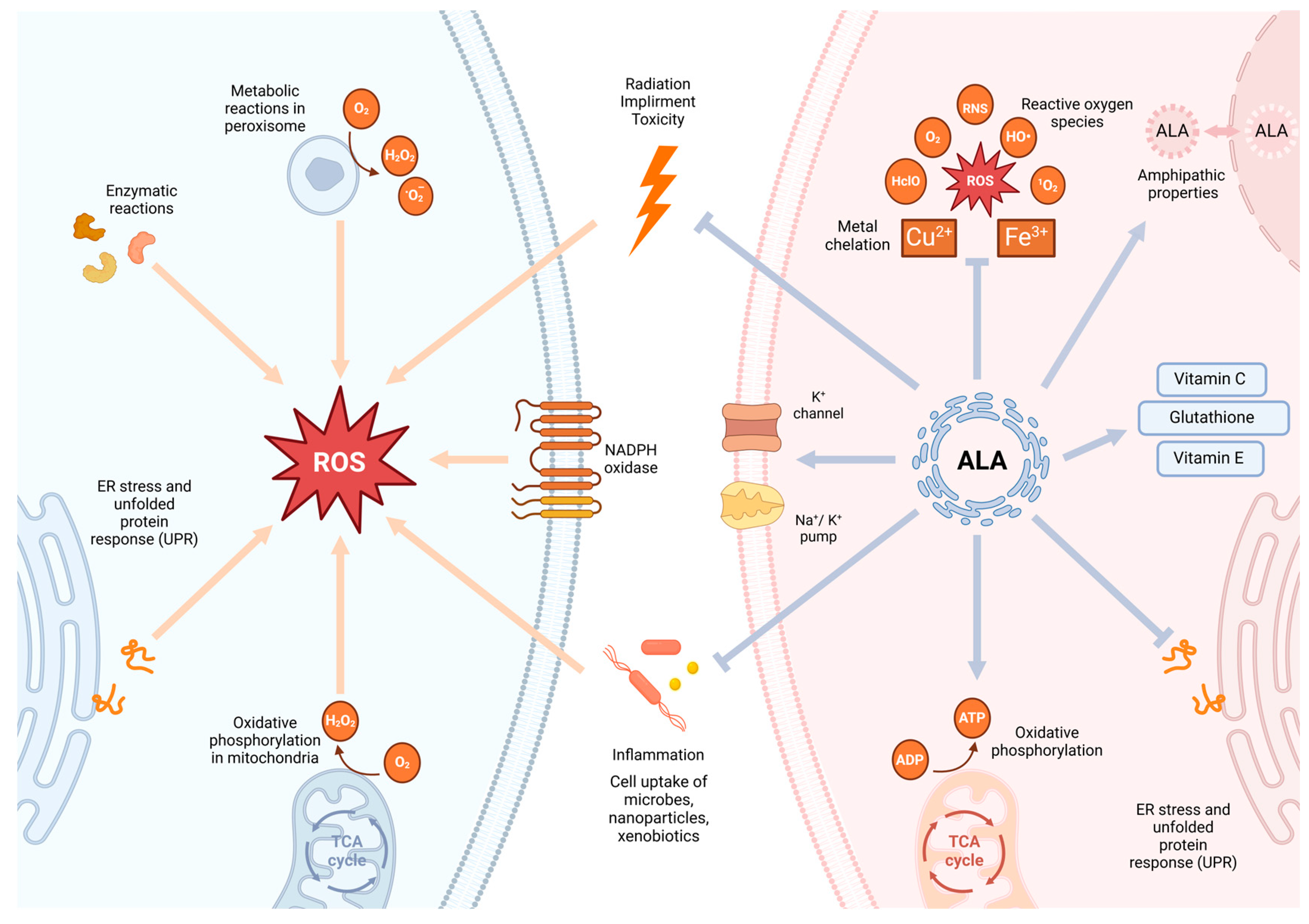 Antioxidants 13 00897 g002