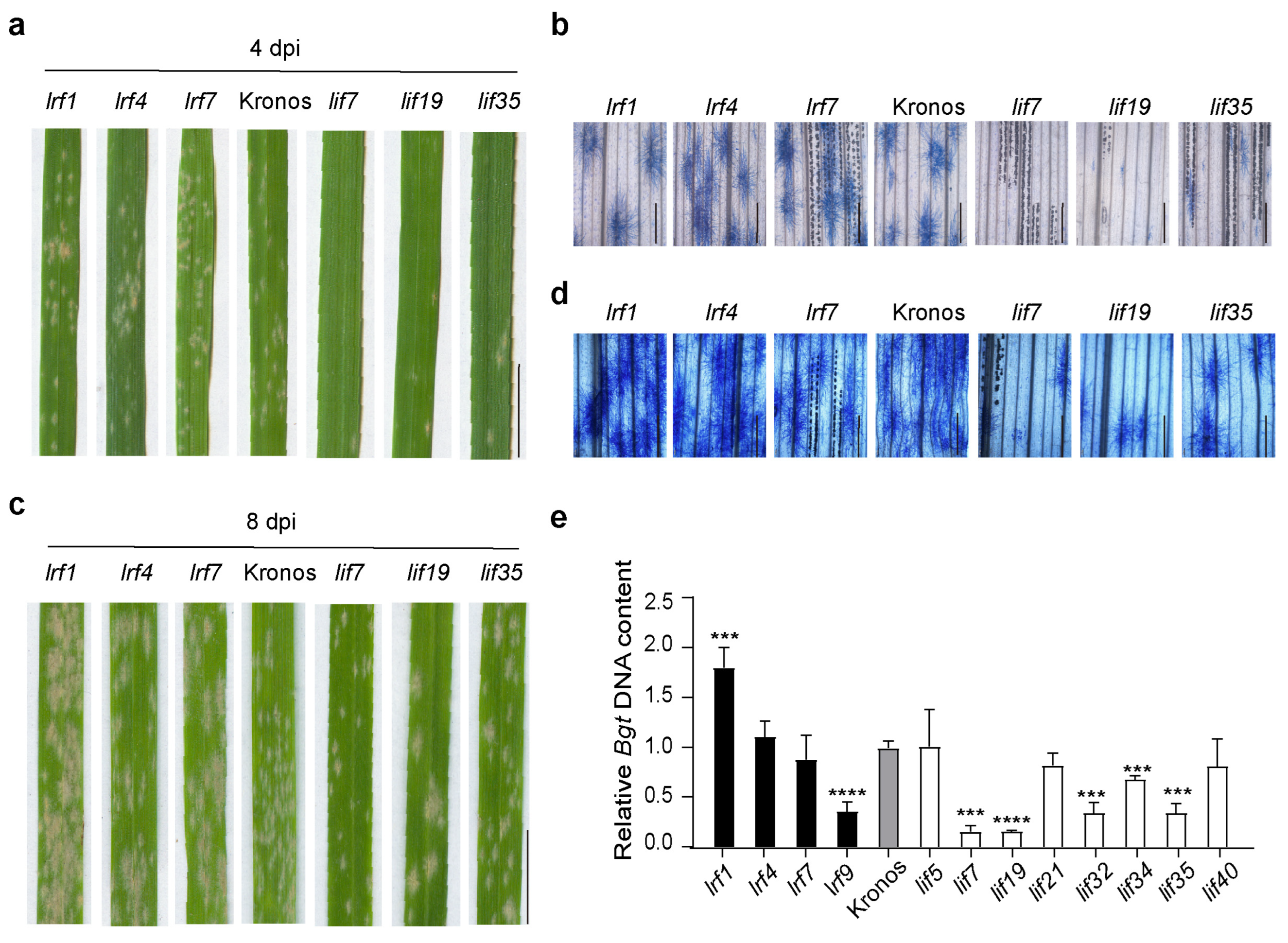 Antioxidants 13 00899 g005