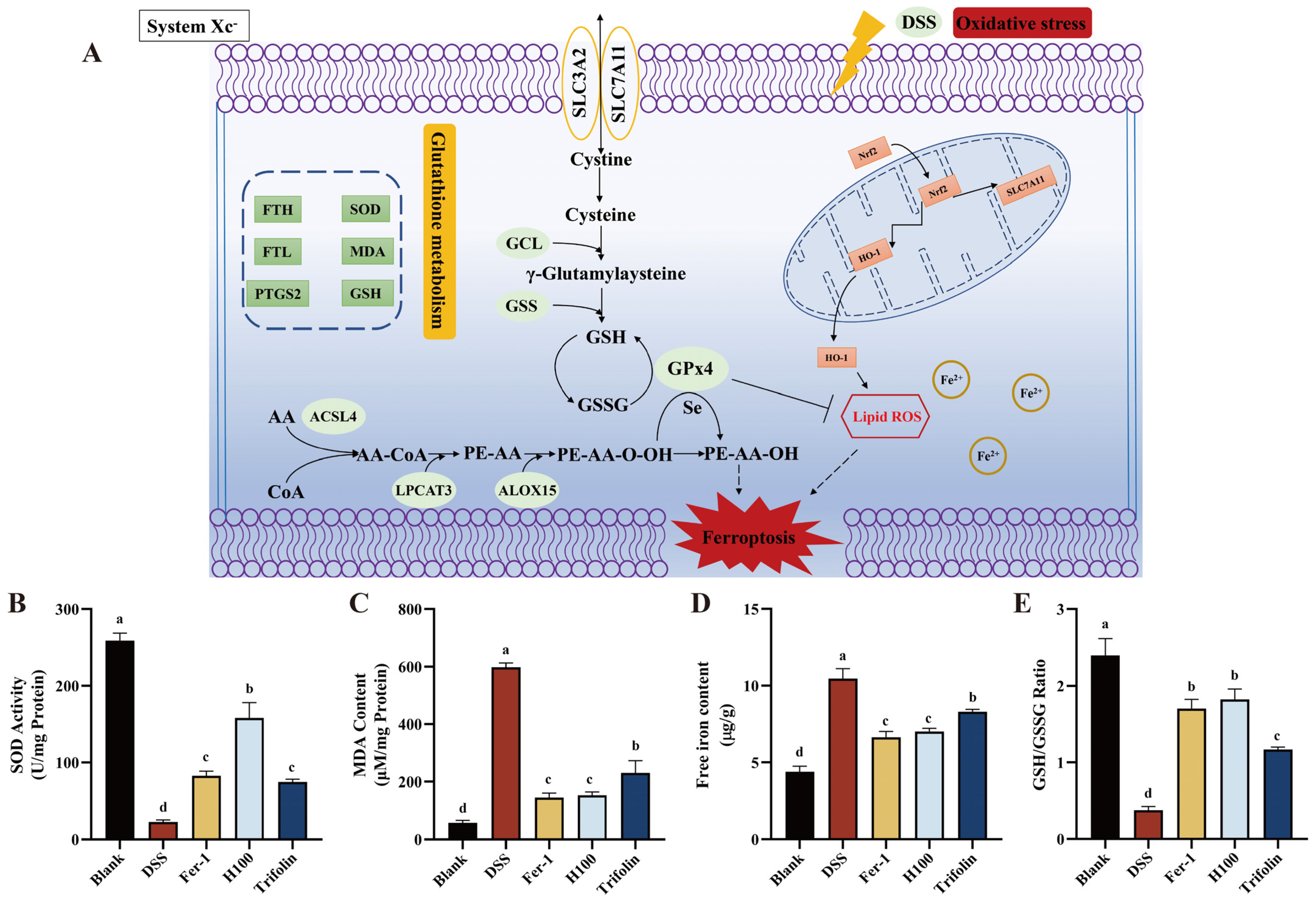 Antioxidants 13 00900 g003