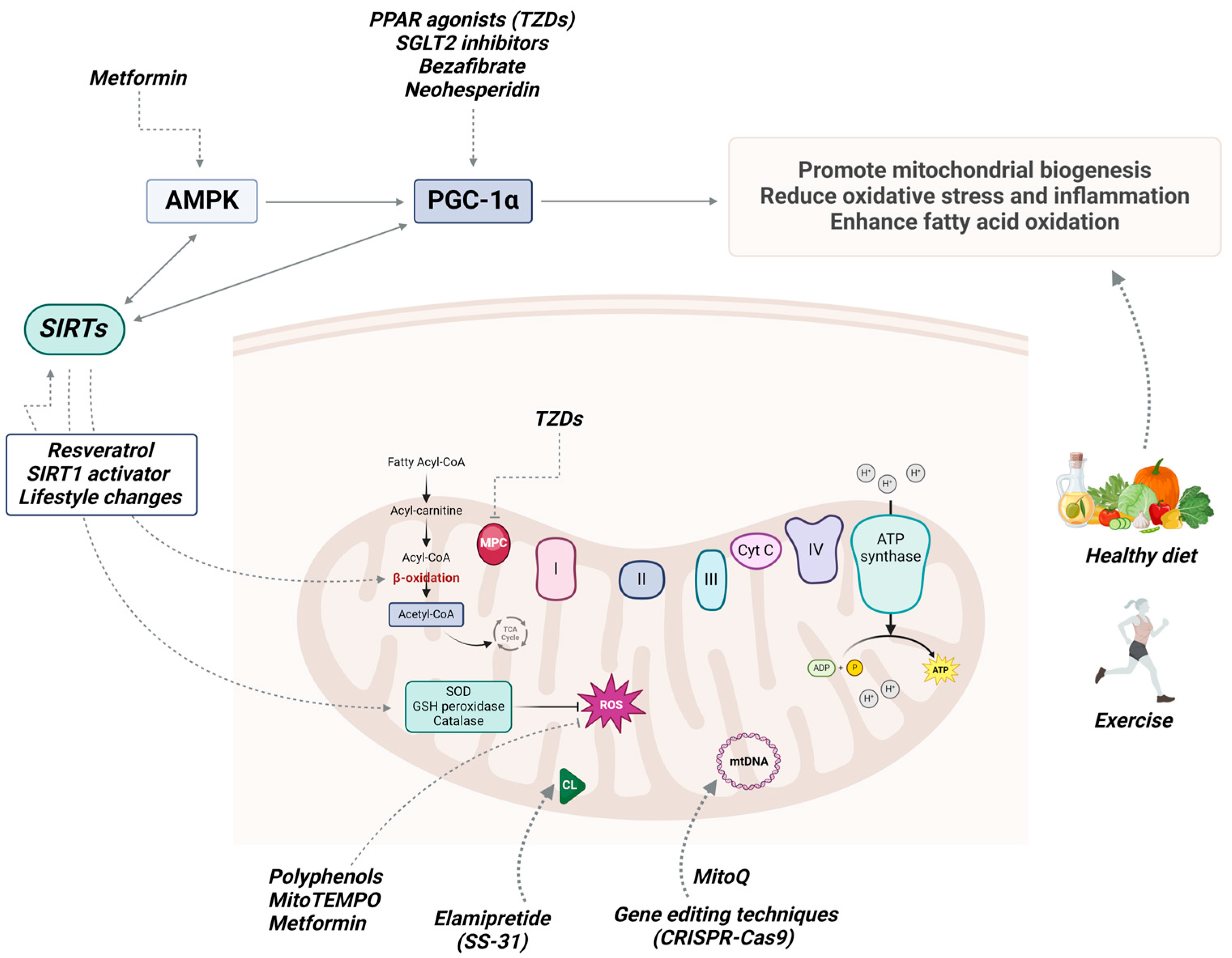 Antioxidants 13 00906 g004