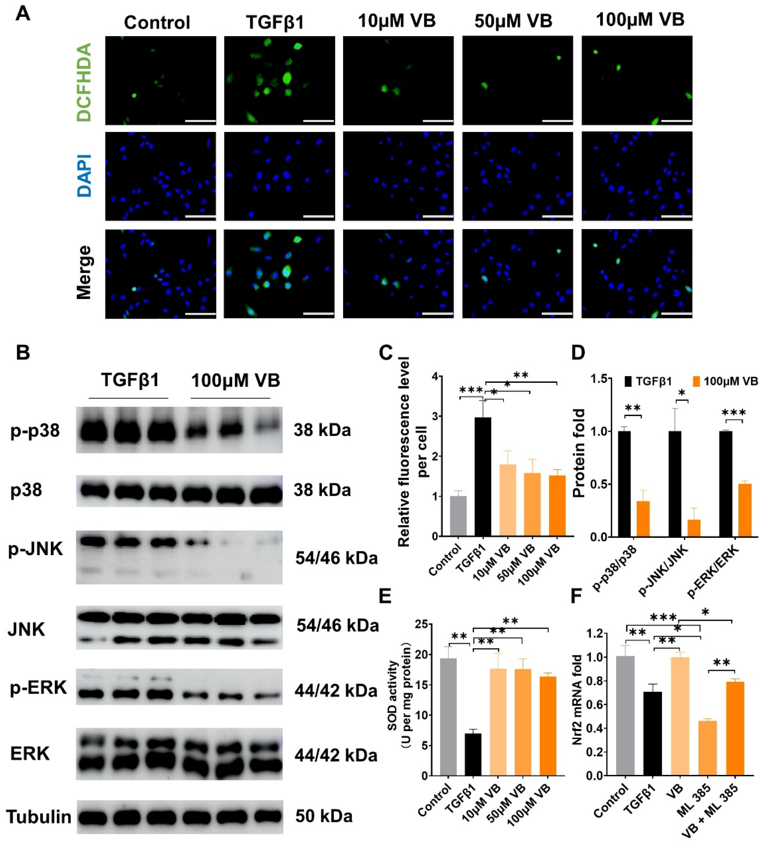Antioxidants 13 00907 g003