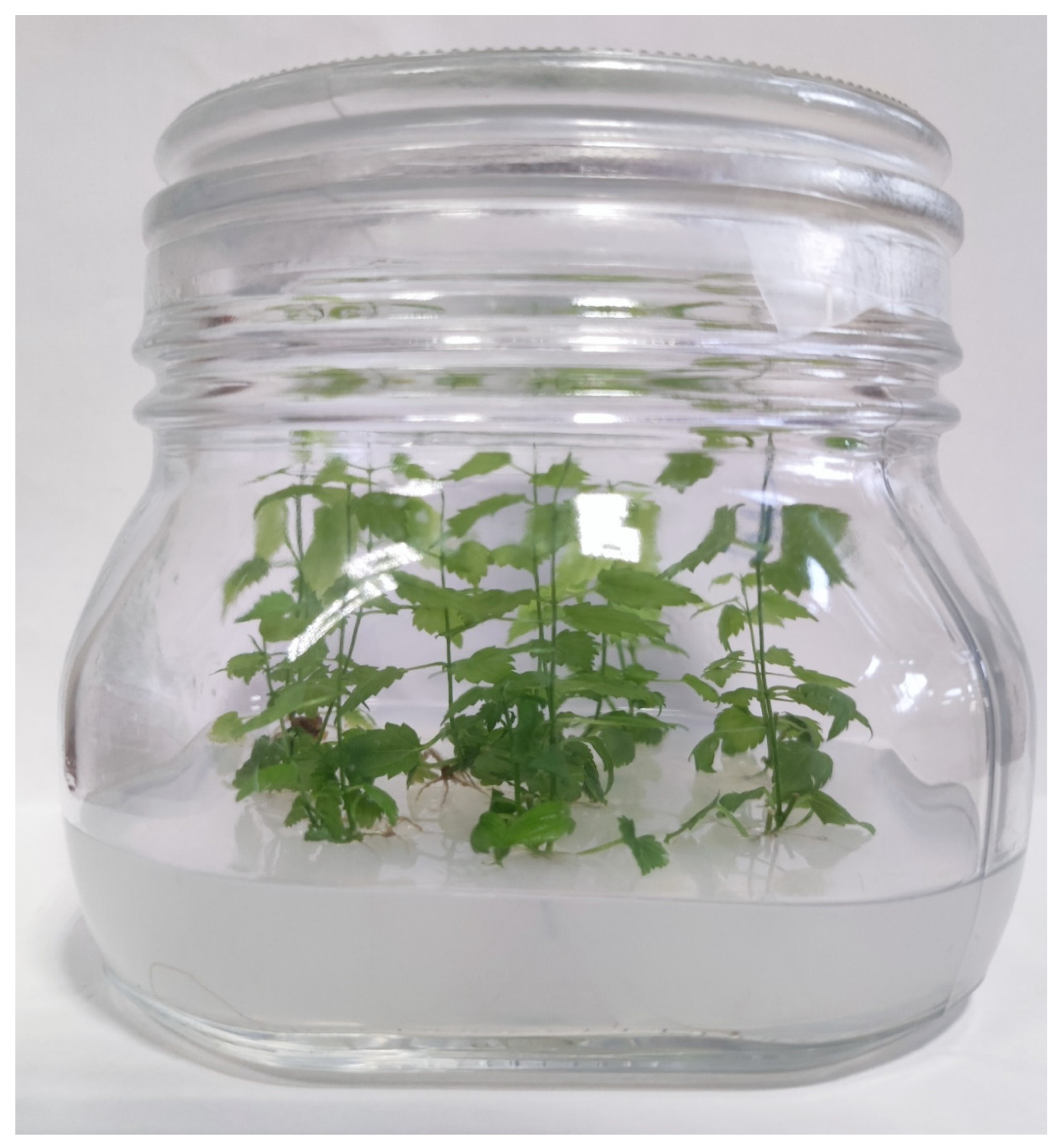 Antioxidants 13 00909 g001