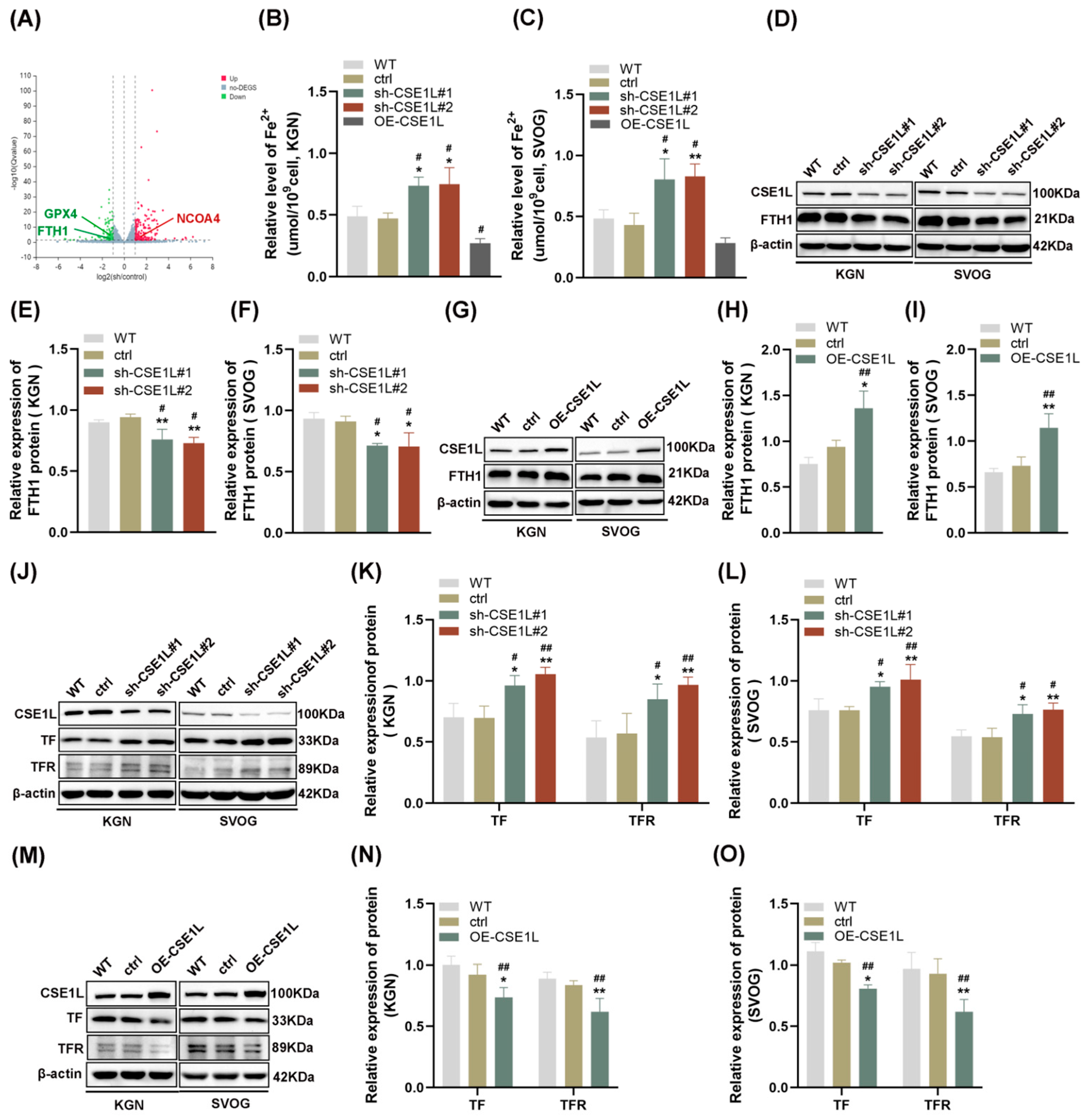 Antioxidants 13 00911 g004