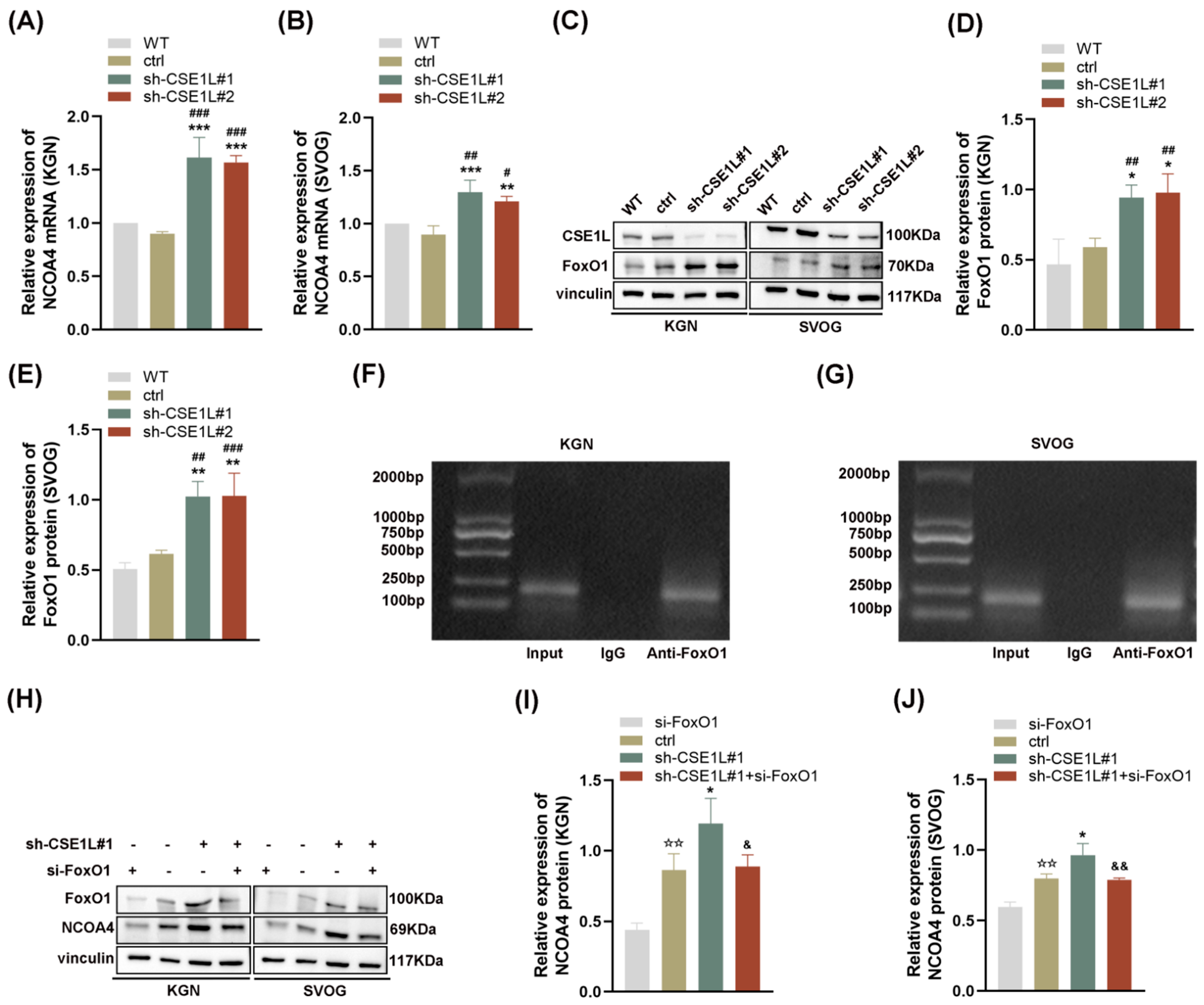 Antioxidants 13 00911 g007