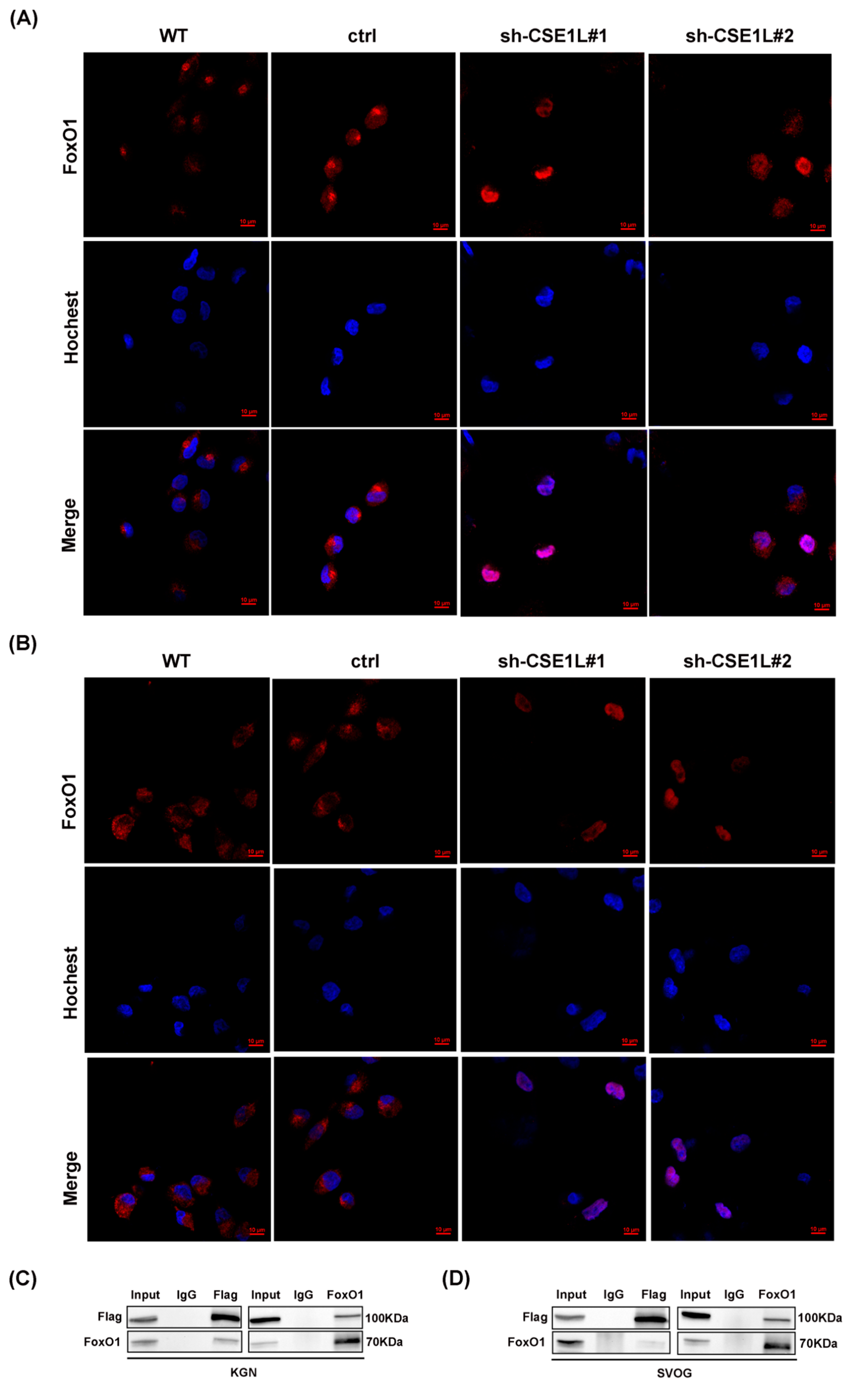 Antioxidants 13 00911 g008