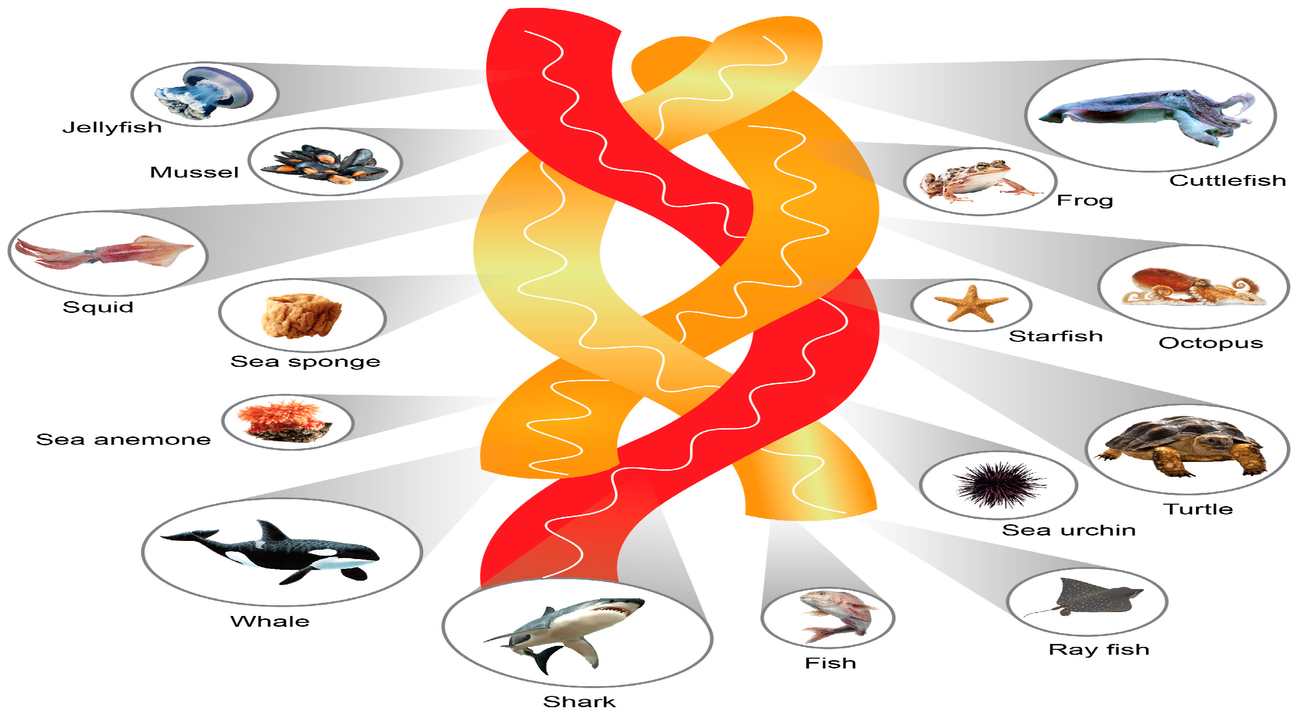 Antioxidants 13 00919 g001